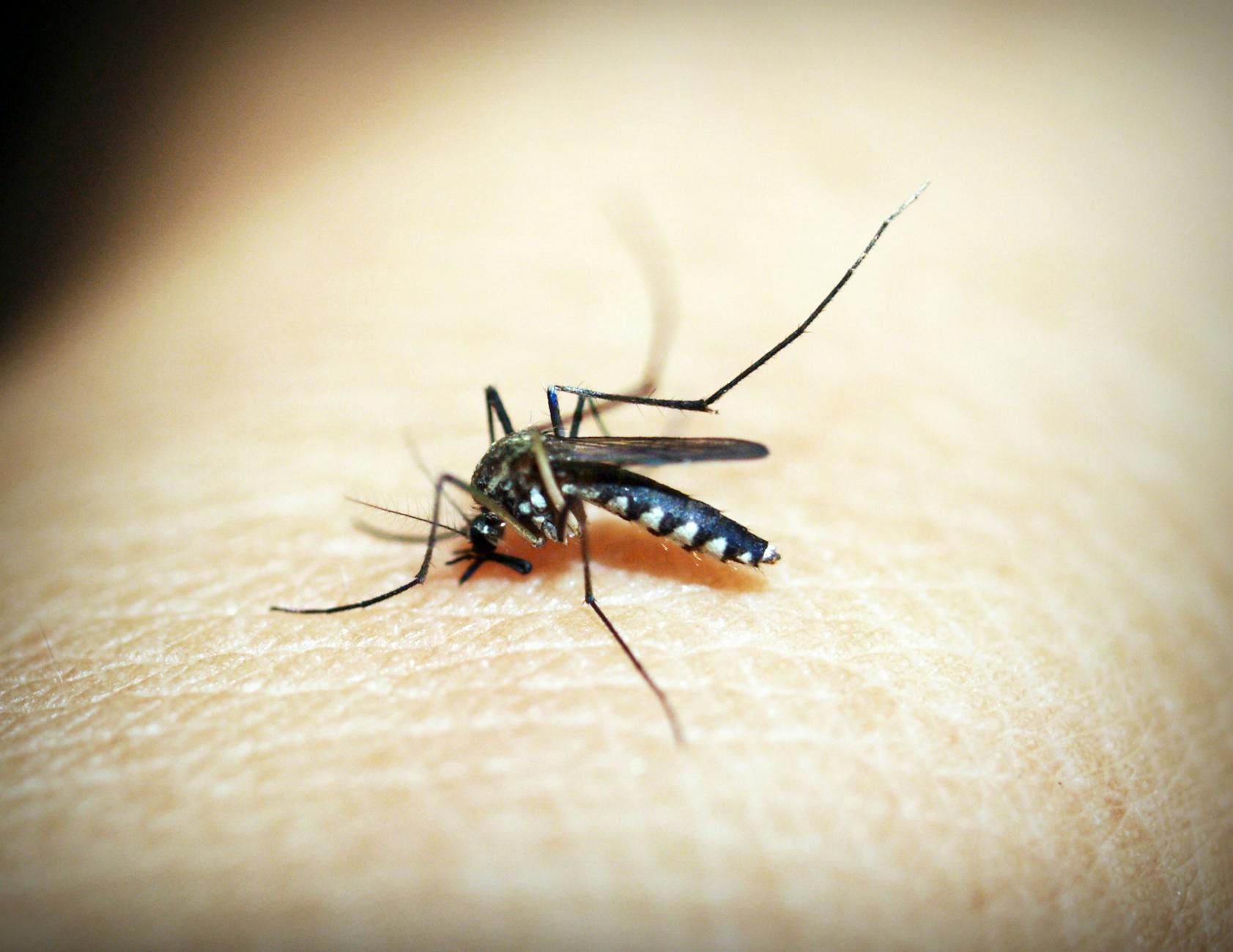 Blair Pest Control, LLC — pest control in Kansas City, MO