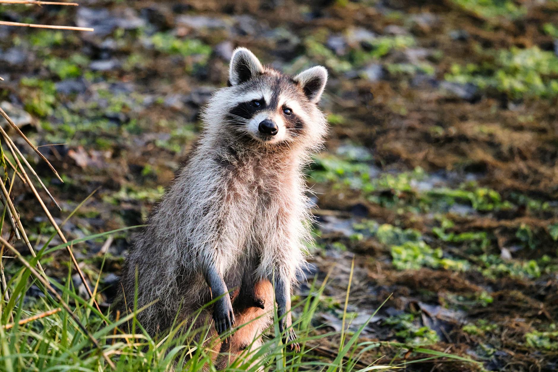 Wildlife removal in Okeechobee, FL