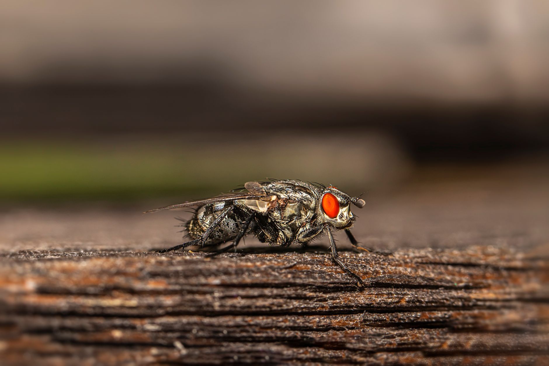 Haralson Termite & Pest Control — pest control in Rosemont, IL