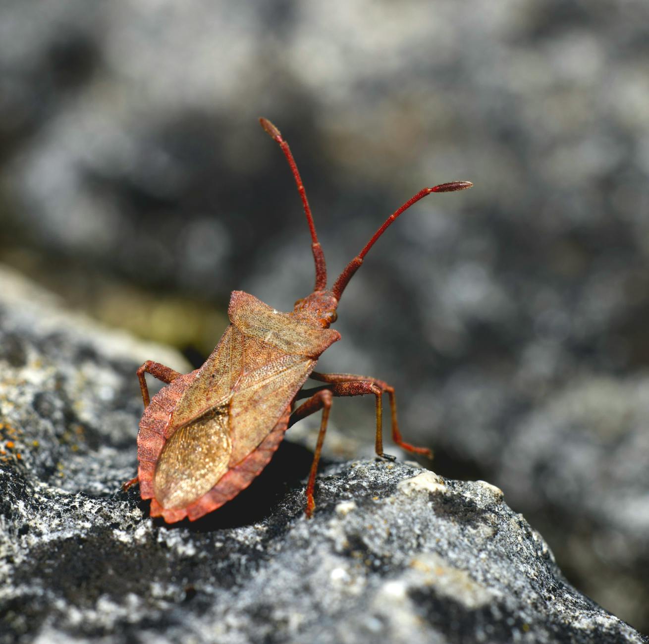Pest Control service in Ohio