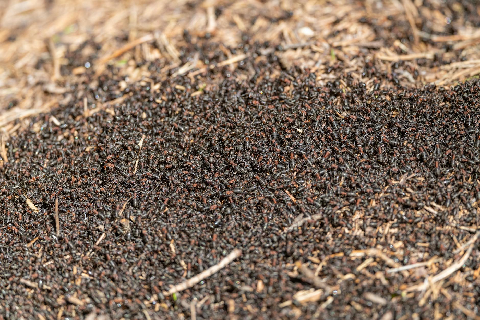 Custom Pest Management L.L.C. — pest control in Painesville, OH