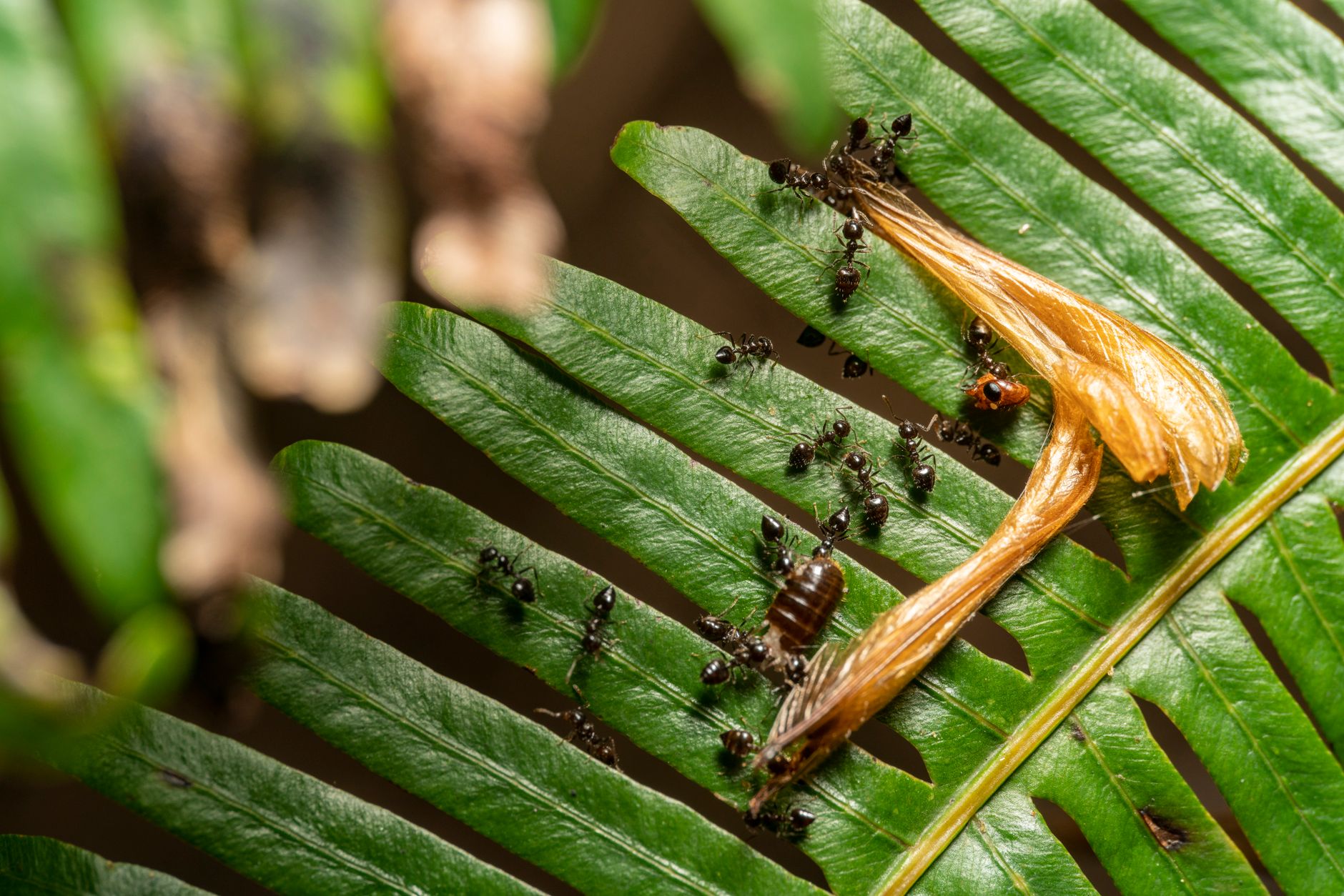 General pest control in Danvers, MA