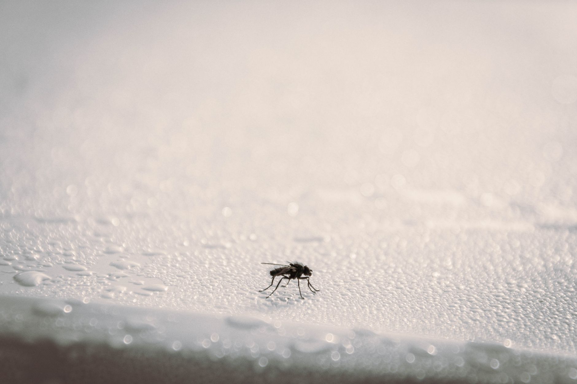 Pest Control service in Deland, FL
