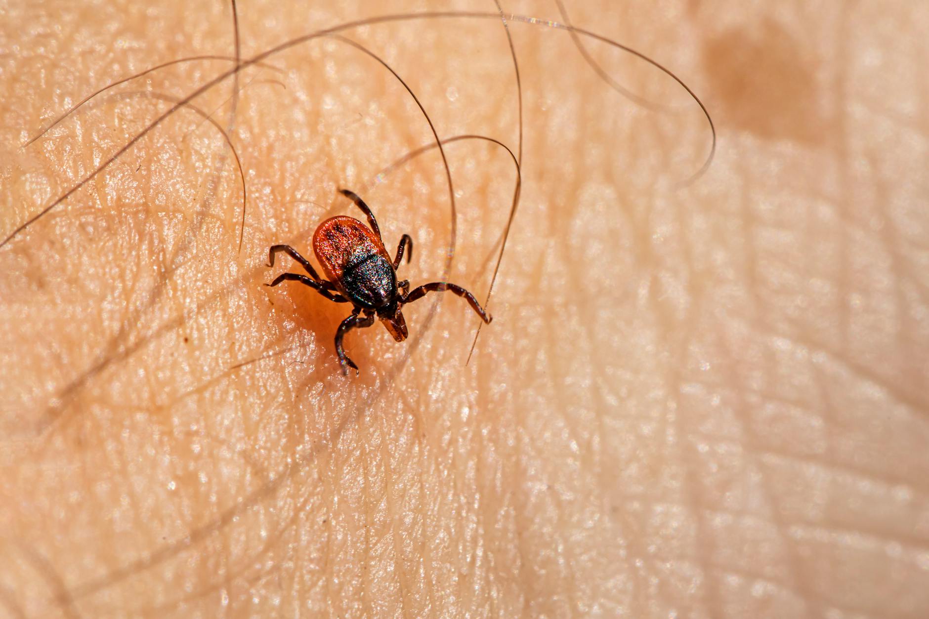 Pest Control service in Milwaukee, WI
