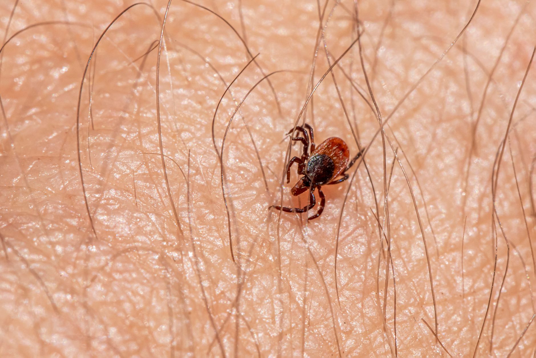 Pest Control service in Crestview, FL