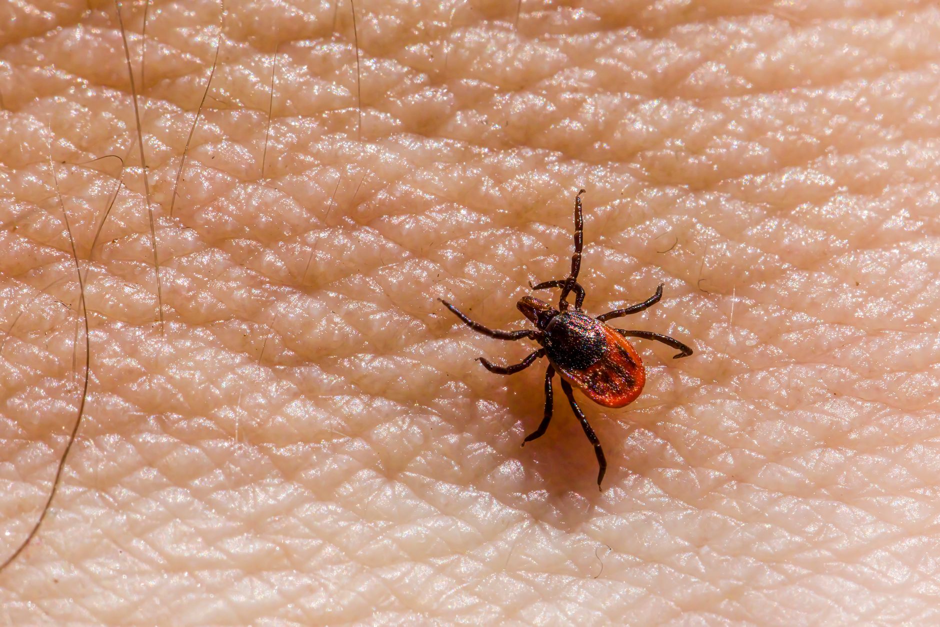 Pest Control service in Cuyahoga Falls, OH