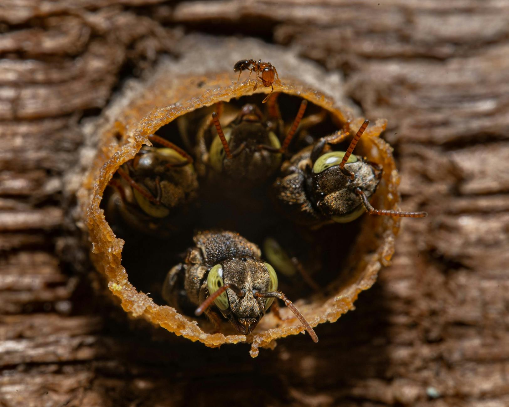 Pest Control service in Madison, WI