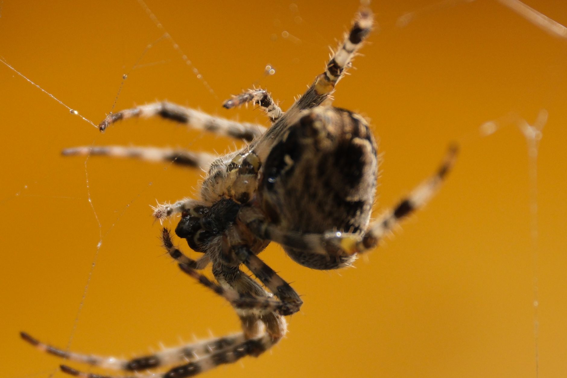 Pest Control service in Saginaw, MI
