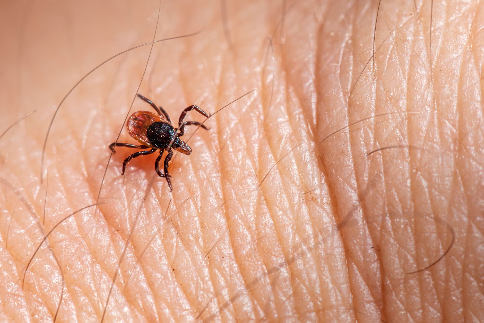 Little Rock Lawns — pest control in Milwaukee, WI