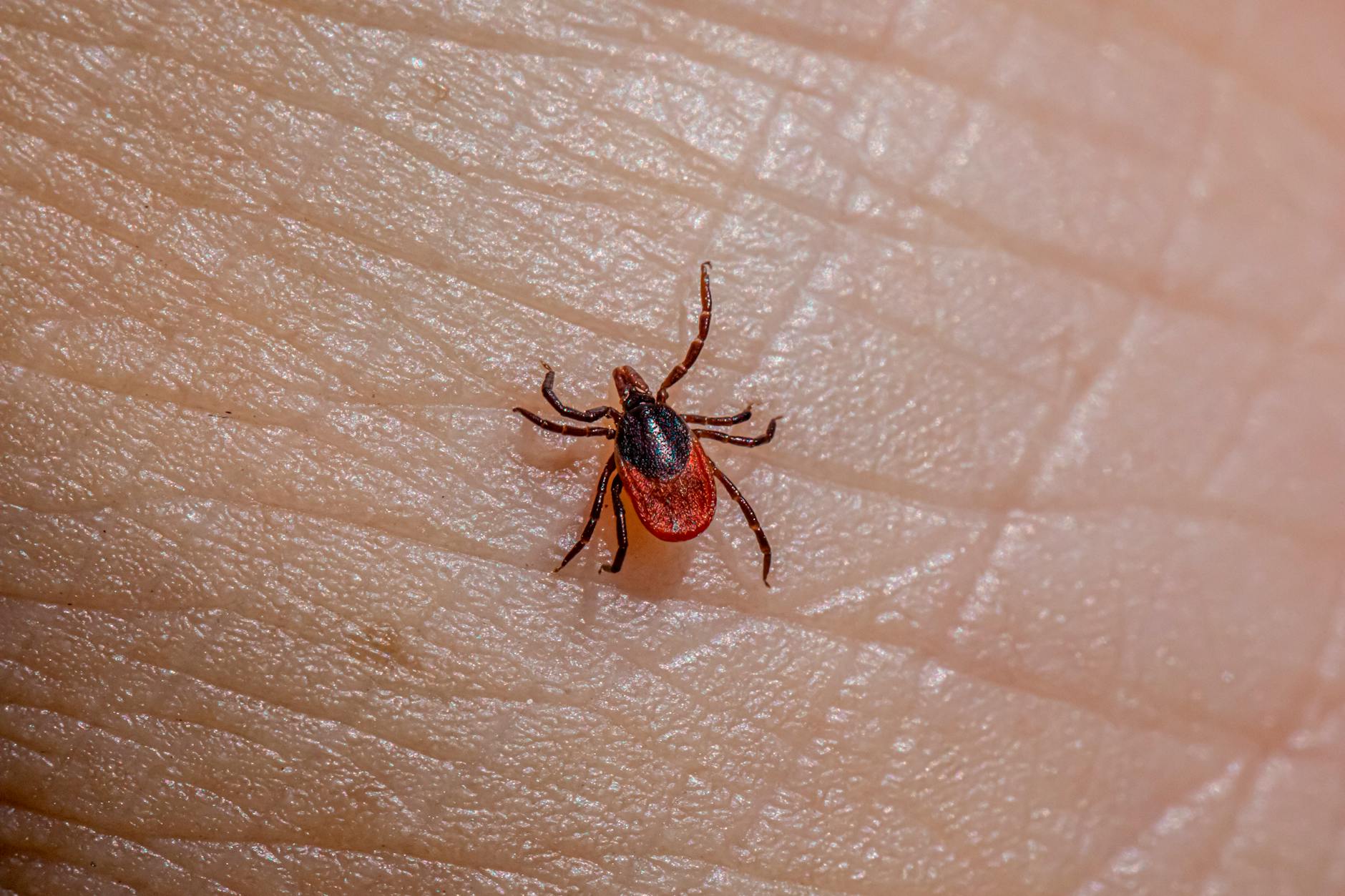 Champion Pest Management Inc — pest control in Summerfield, FL