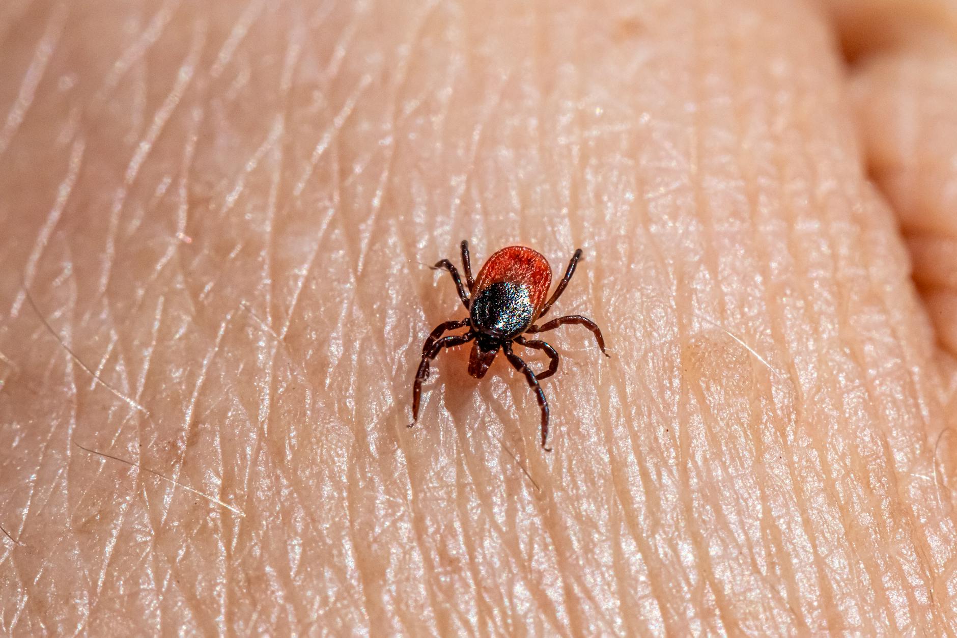 Pest Control service in Louisville, OH