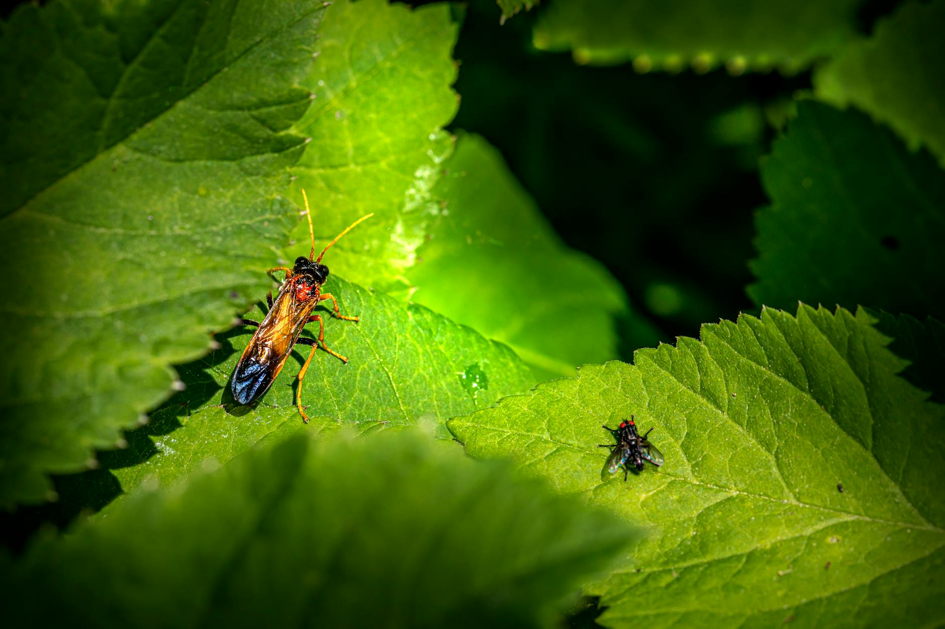 Mosquito control in Plantation, FL