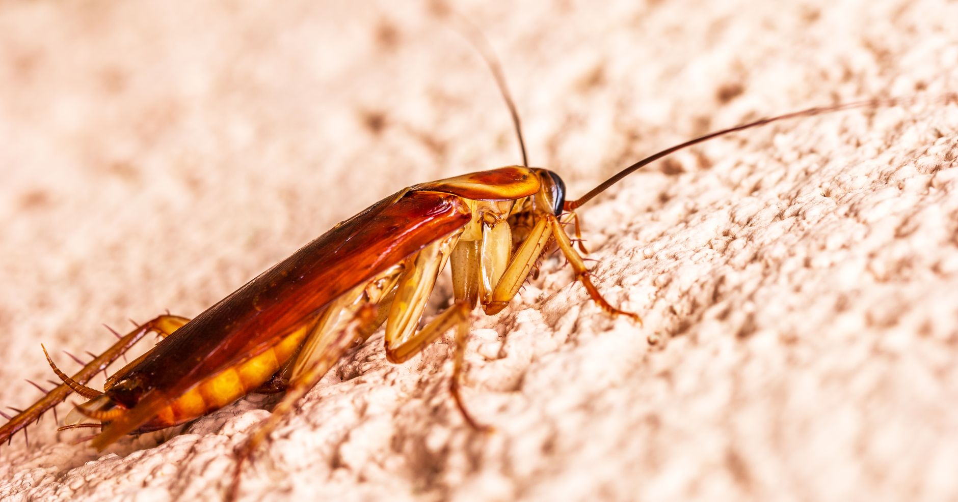 Pest Control service in Naples, FL