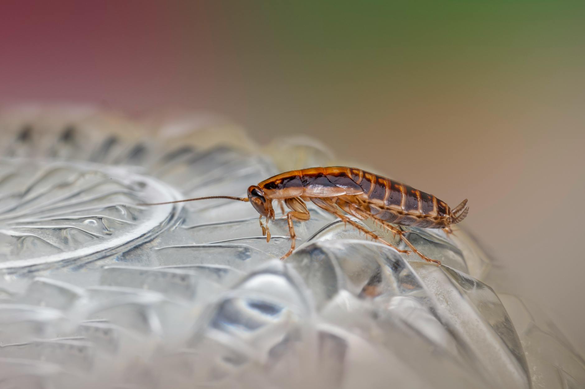 Pest Control service in Kansas