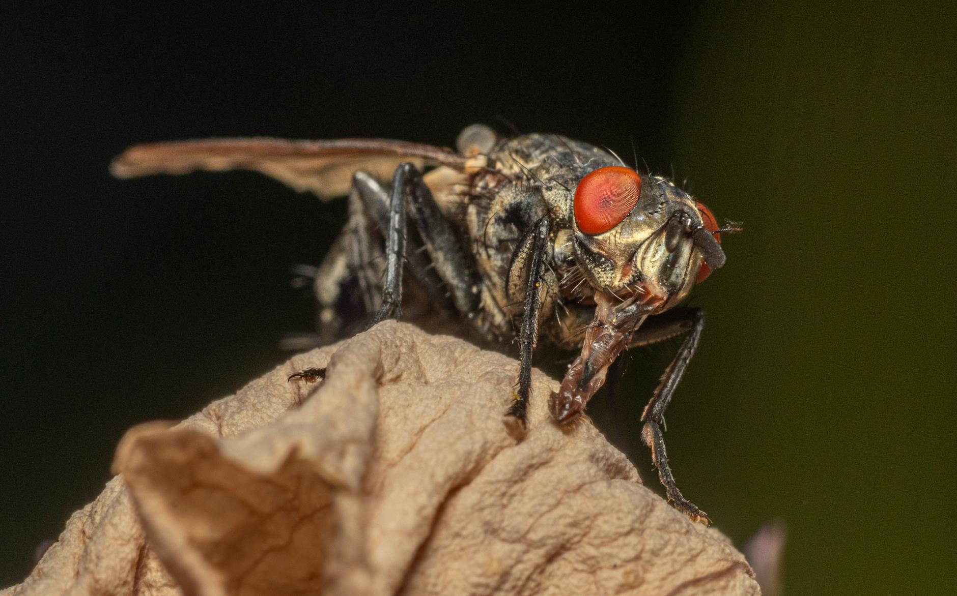 Pest Control service in Nashville, TN