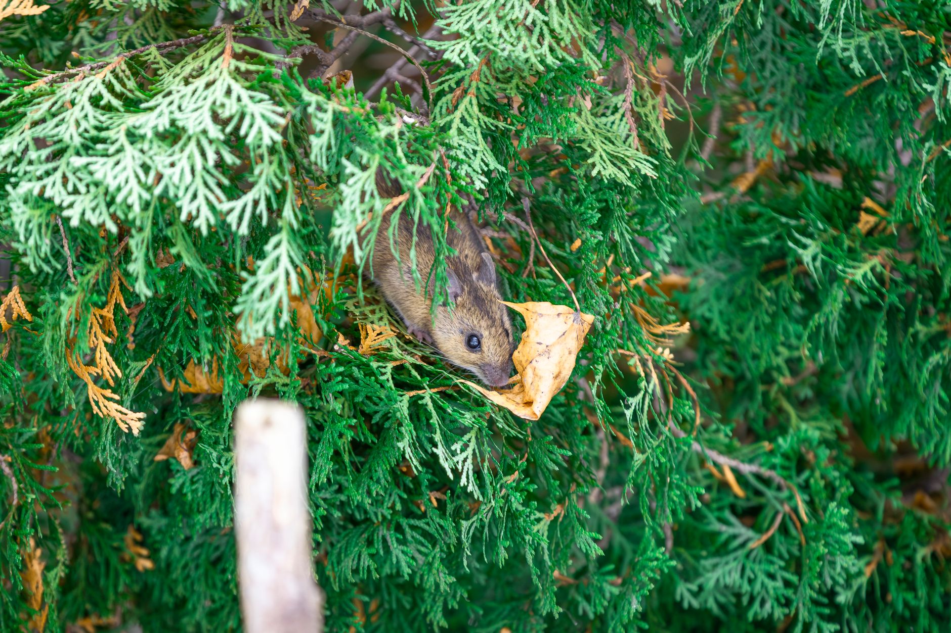 Pest Control service in Illinois