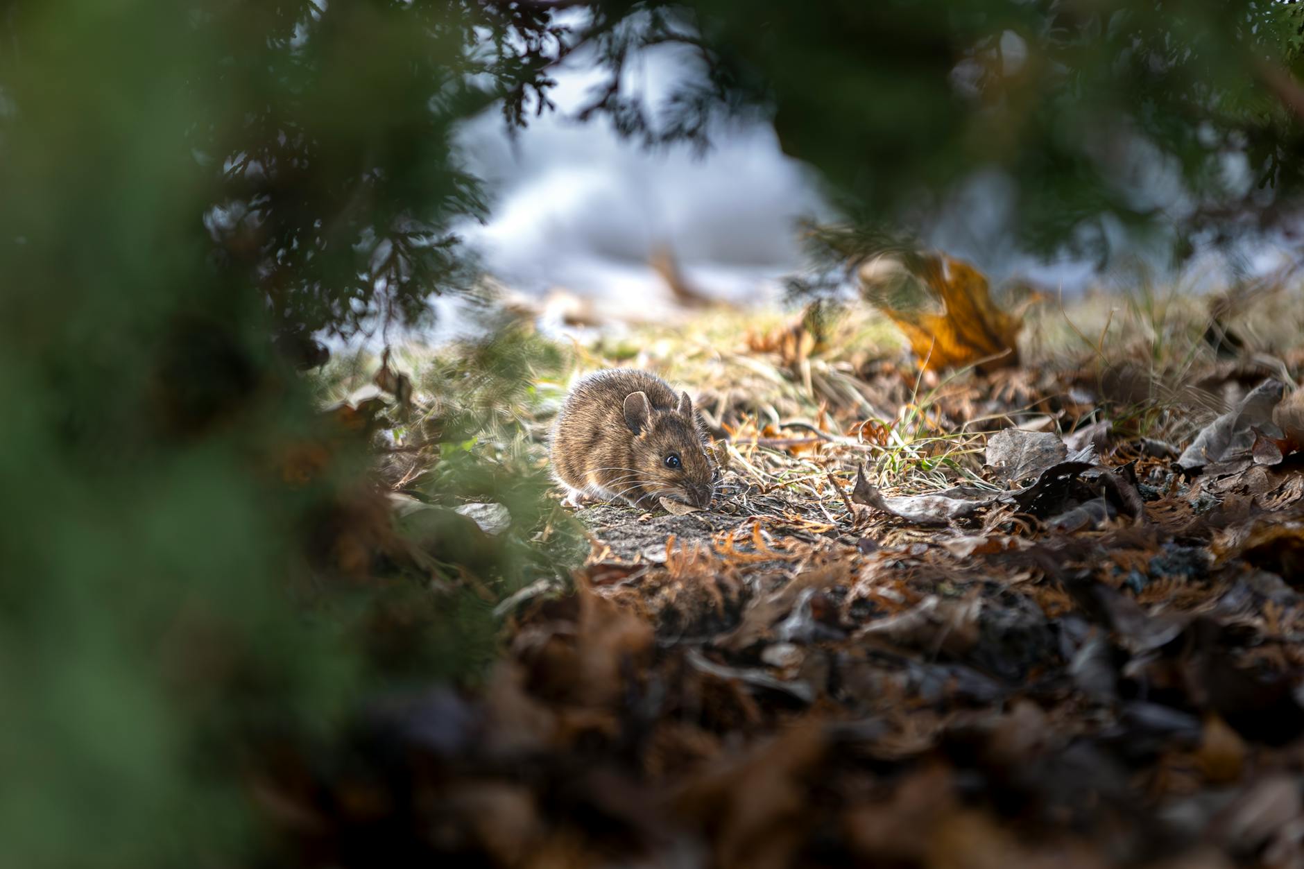 Pest Control service in Illinois