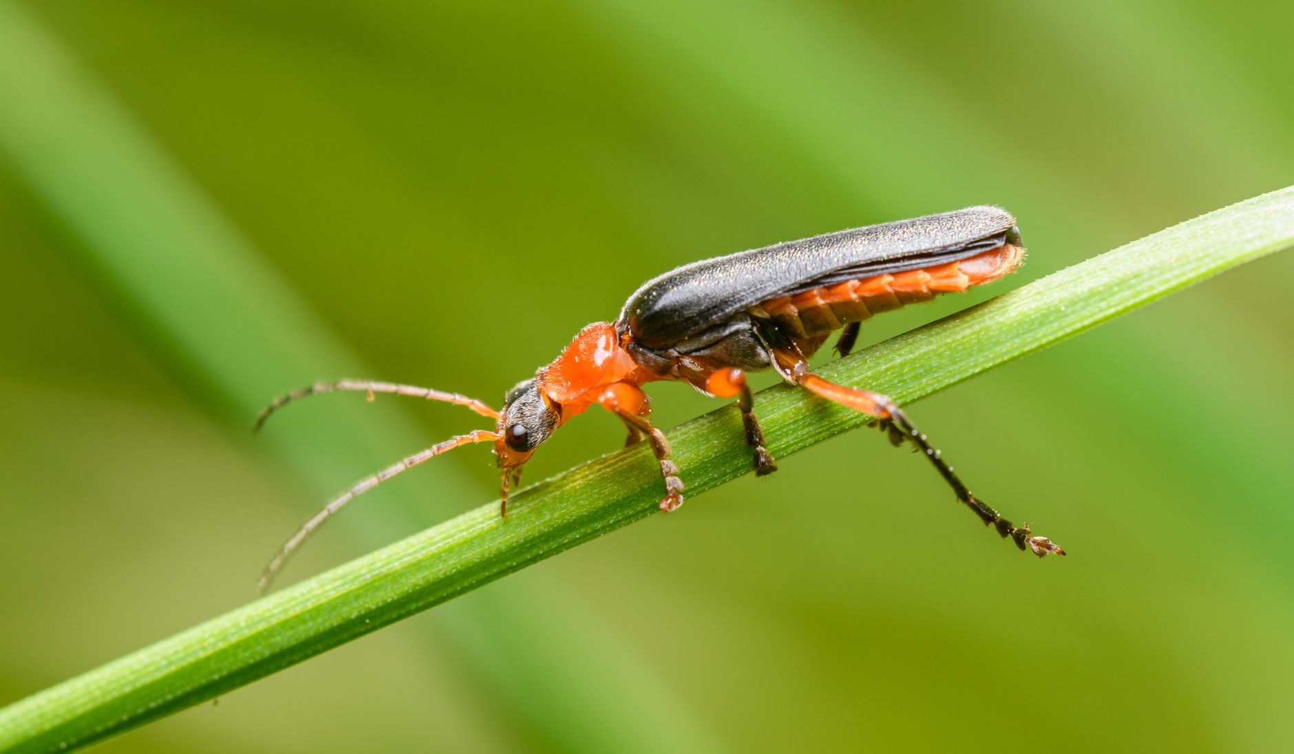 Wildlife removal in Summerfield, FL