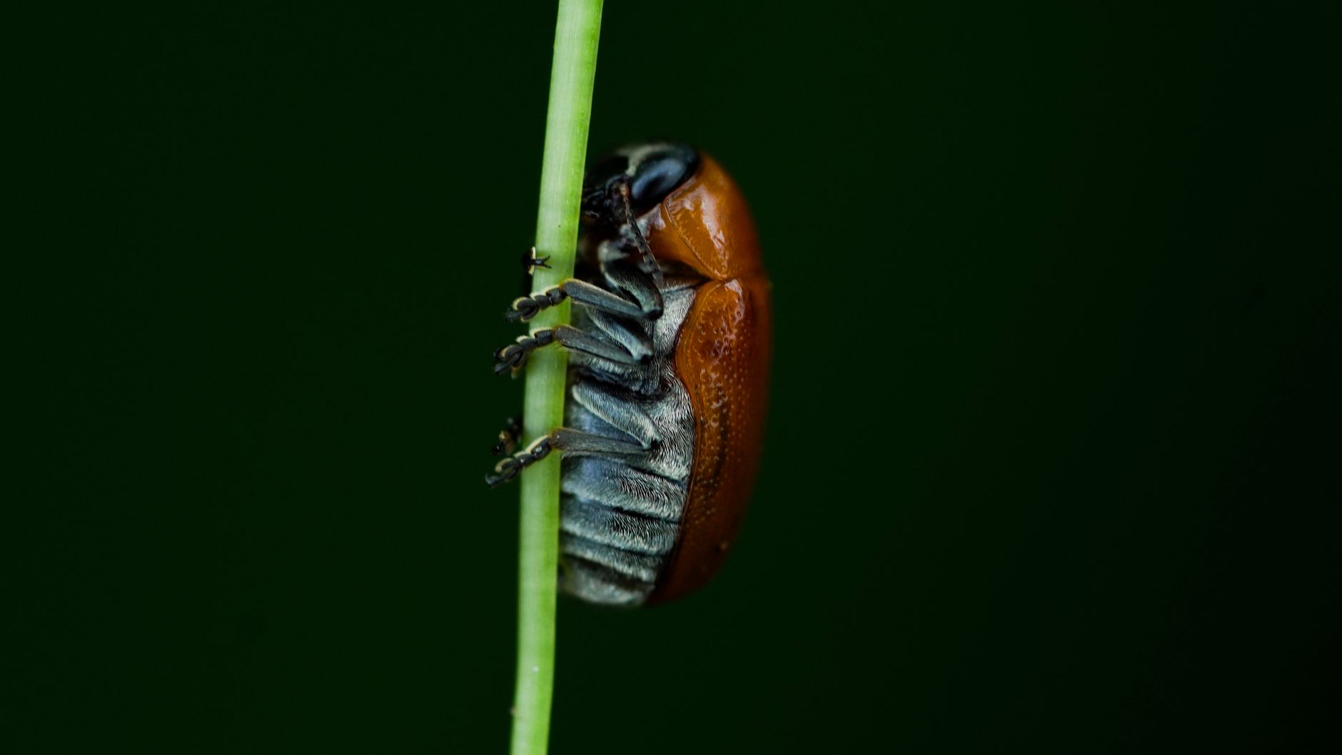 Pest Control service in Birmingham, AL