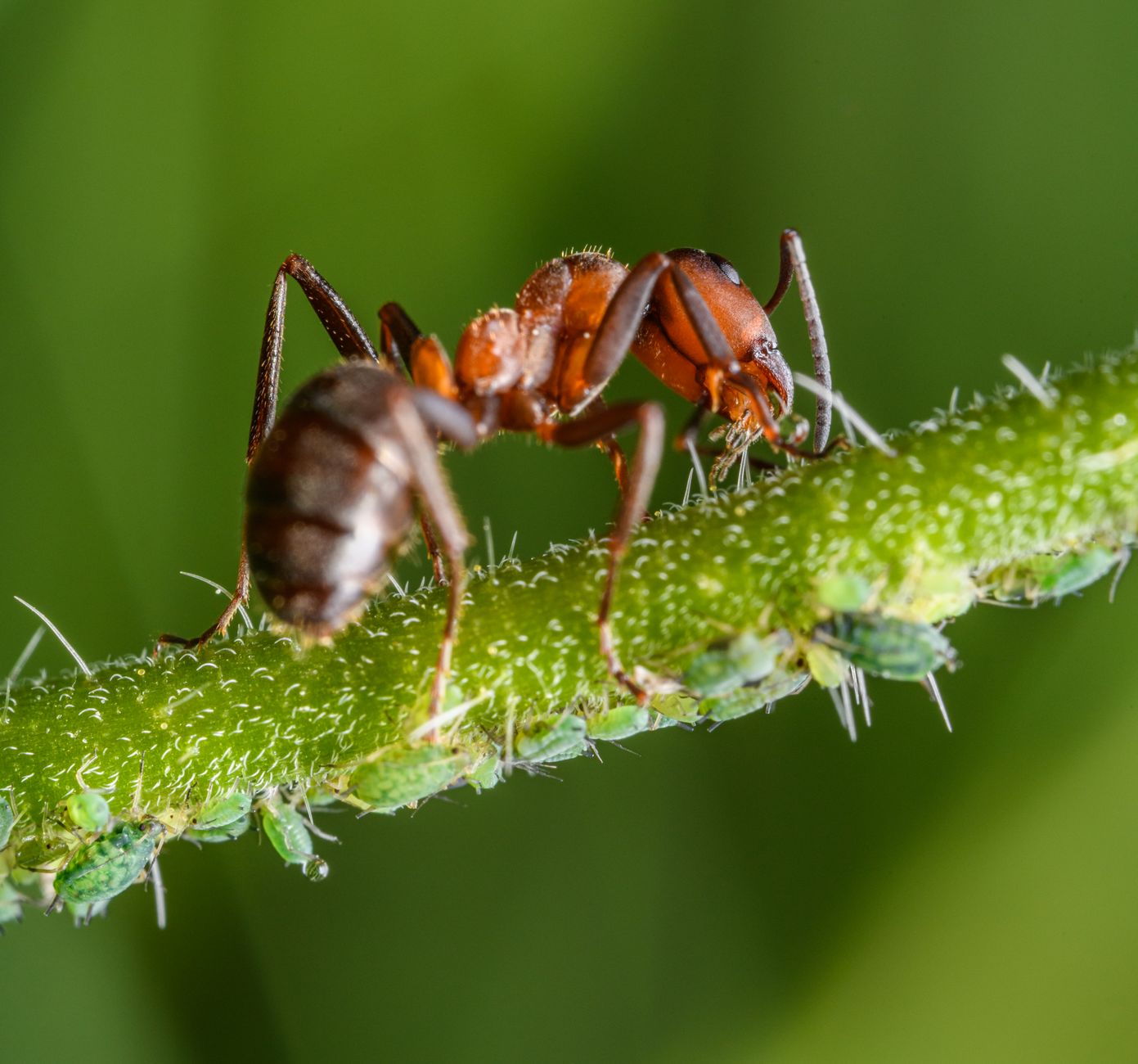 Pest Control service in Princeton, MN