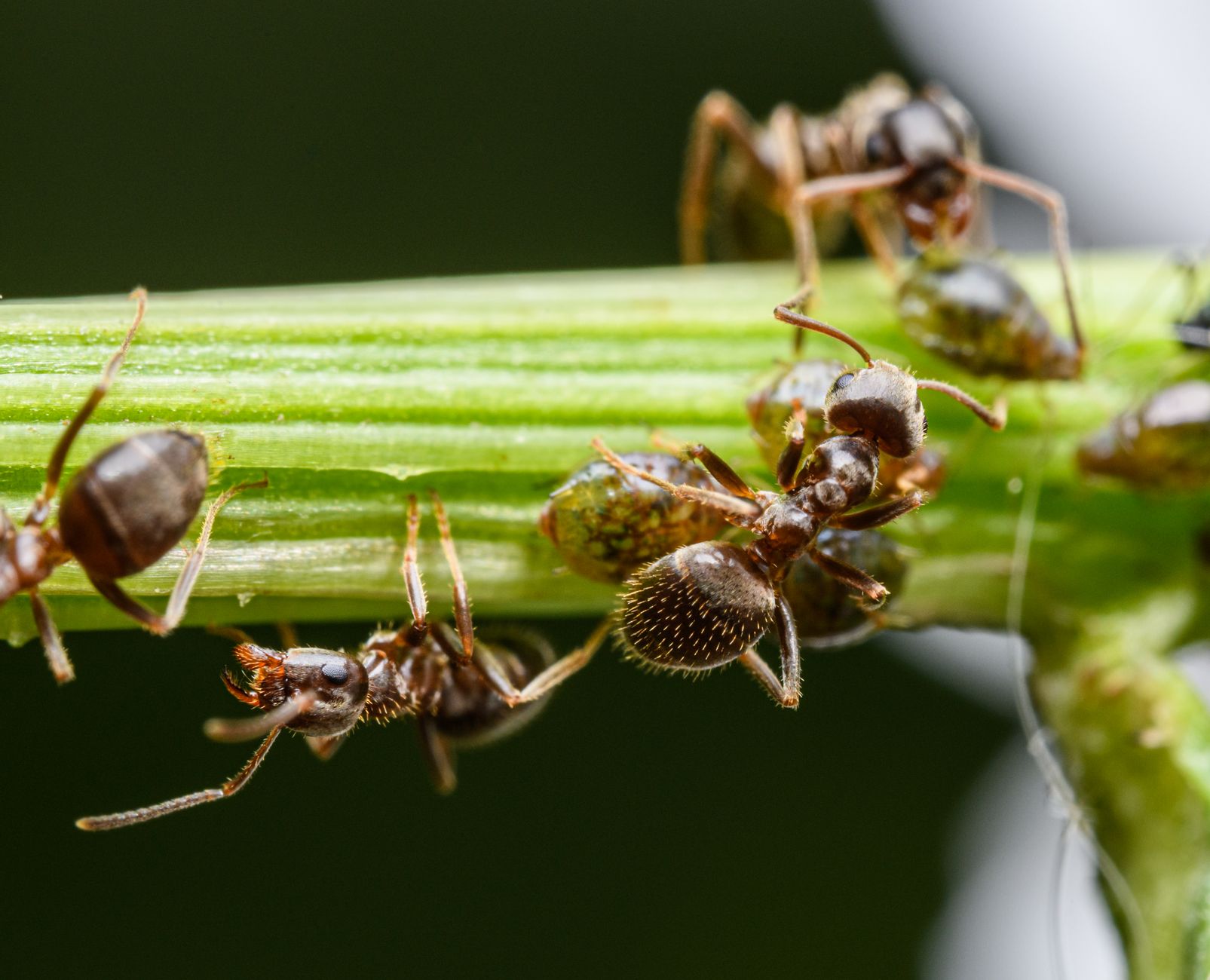 Pest Control service in Mobile, AL