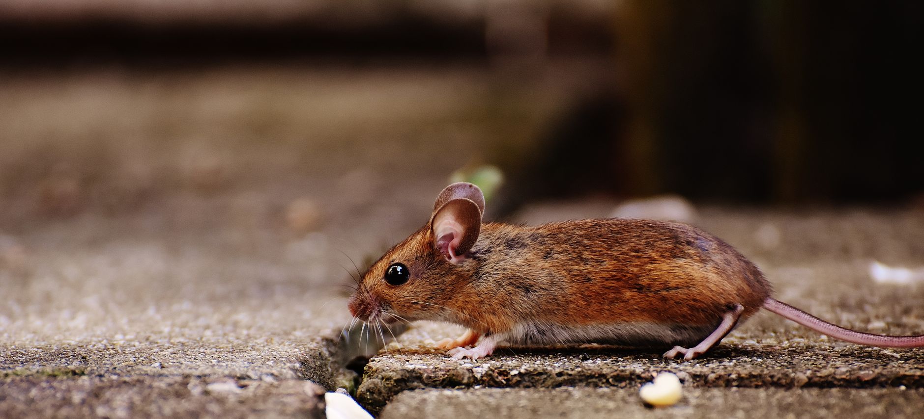 Rodent control in Kansas City, MO
