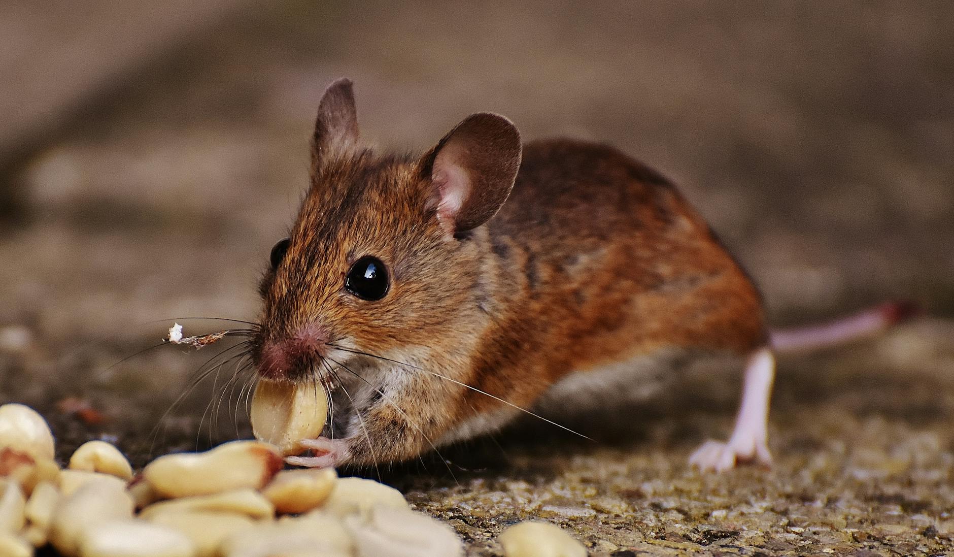 Pest Control service in Hollywood, FL