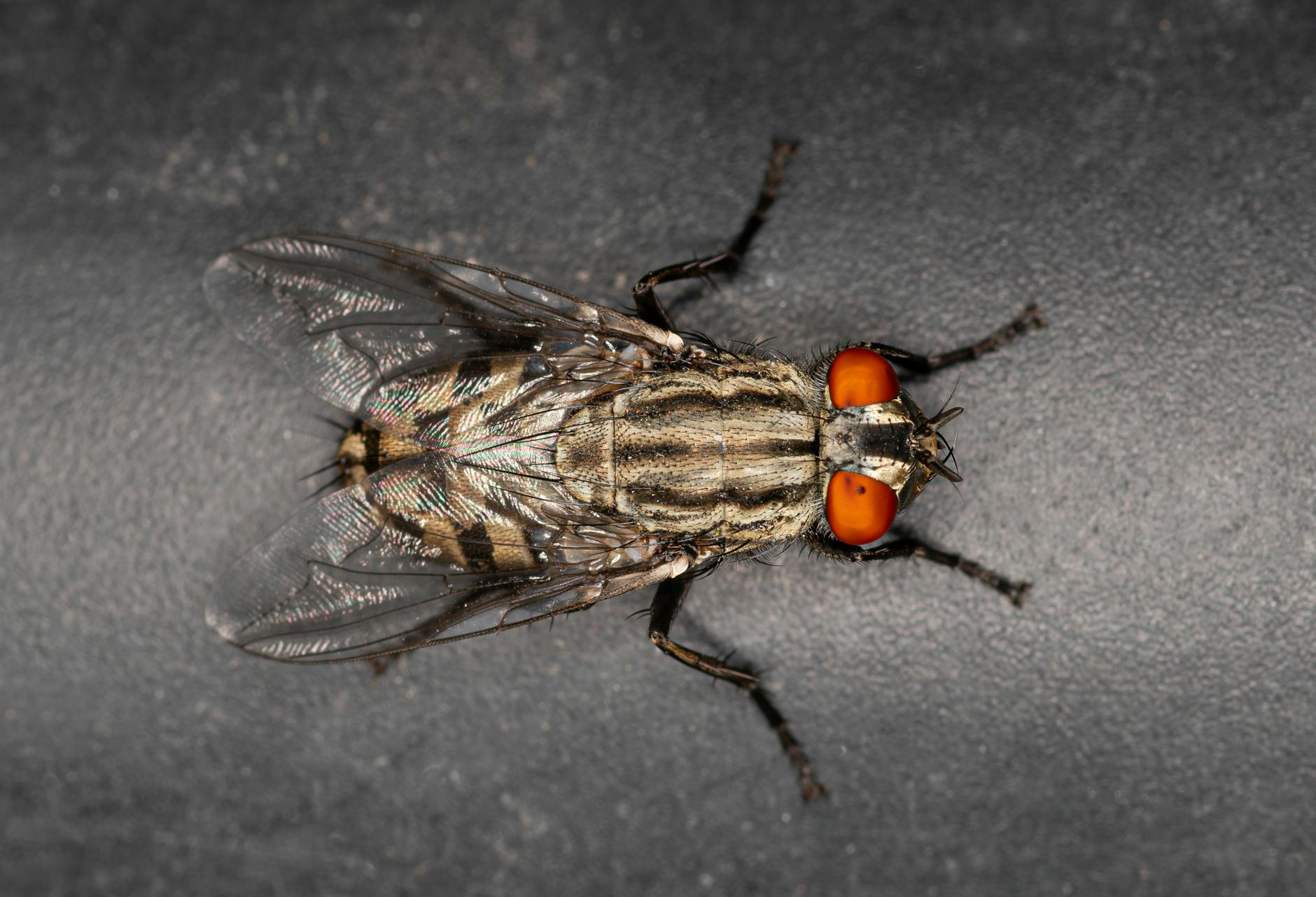 Monday's Pest Control Inc — pest control in Charleston, SC