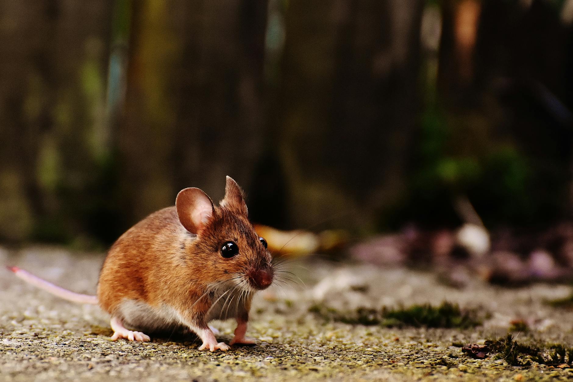 Pest Control service in Northampton, MA