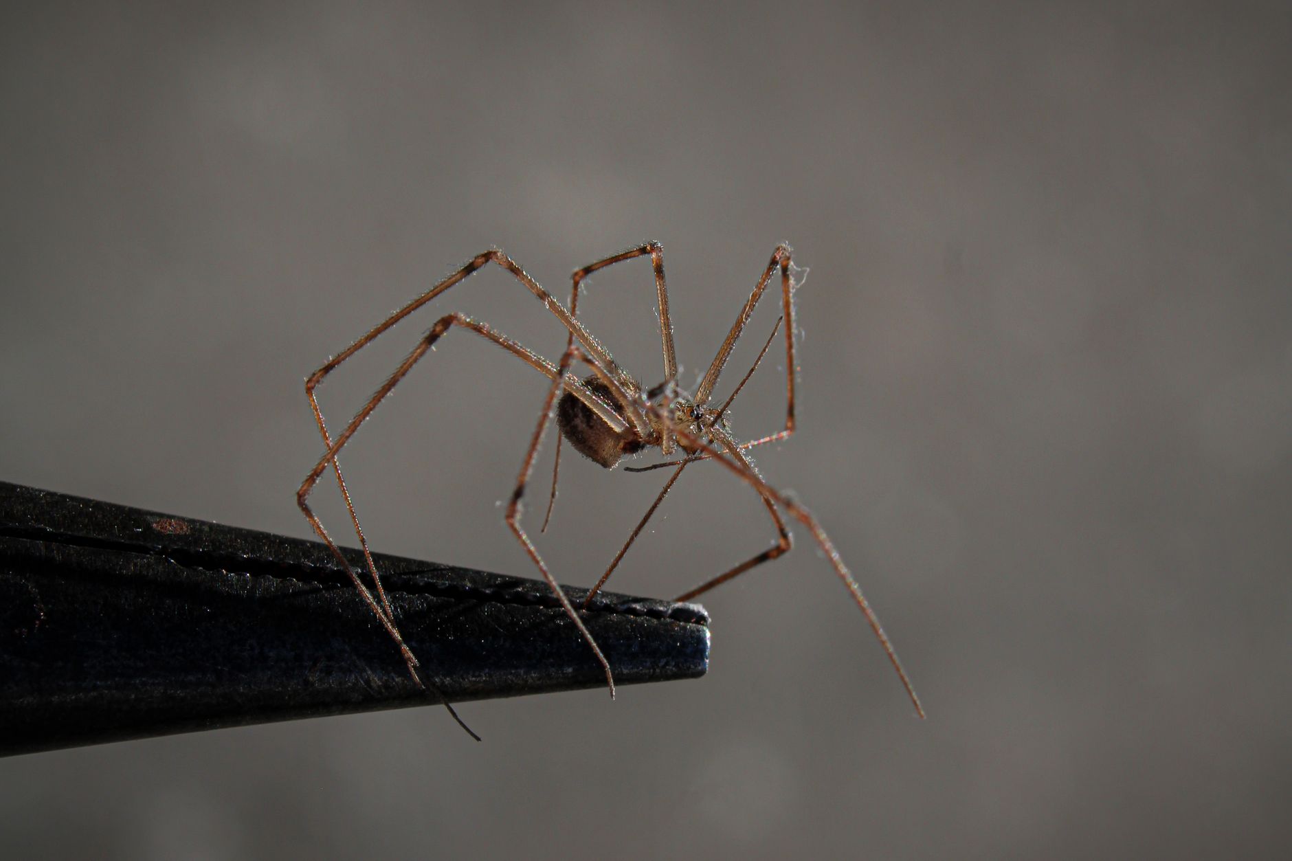 Termite control in Reading, OH