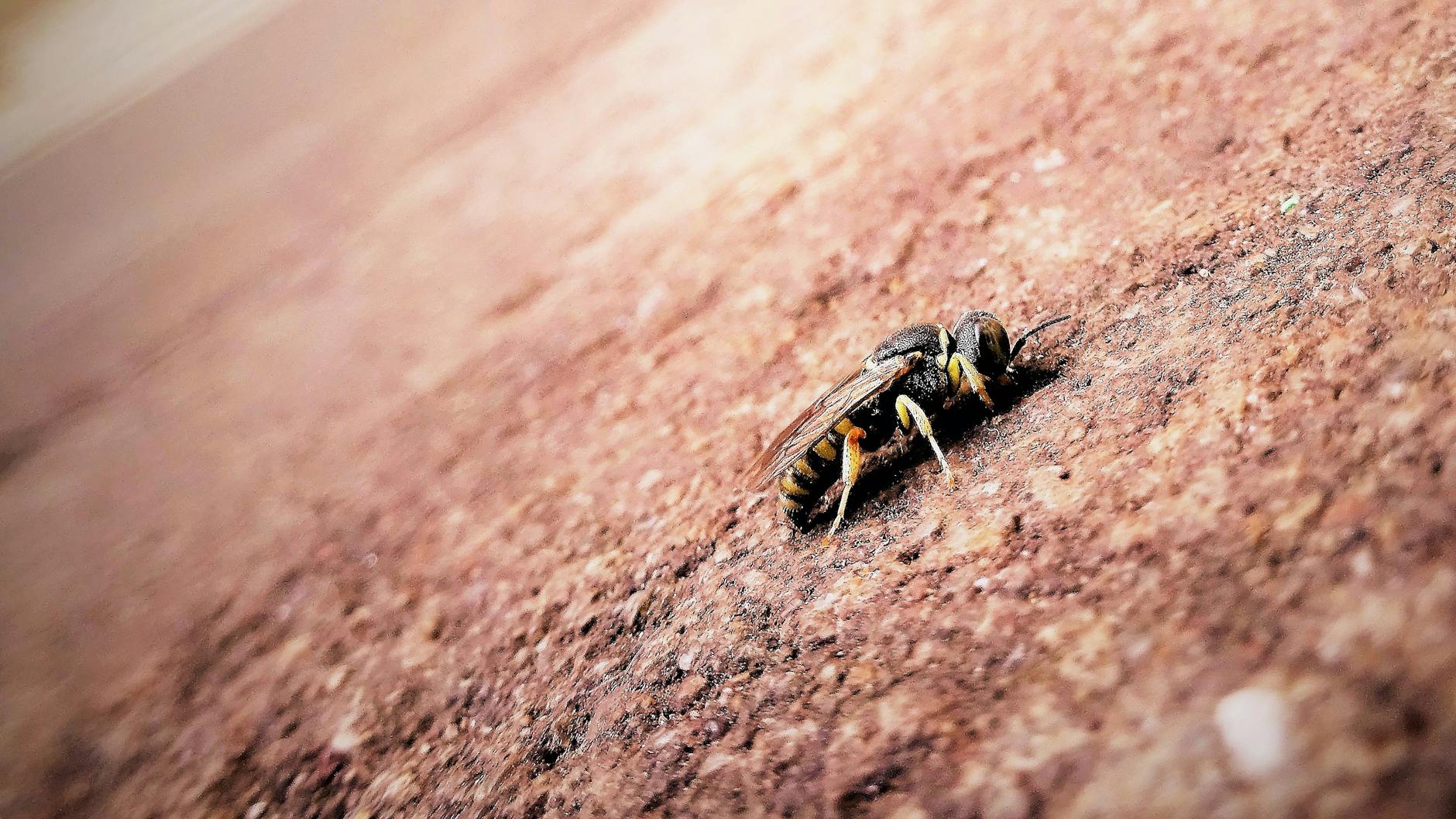 Pest Control service in Royal Palm Beach, FL