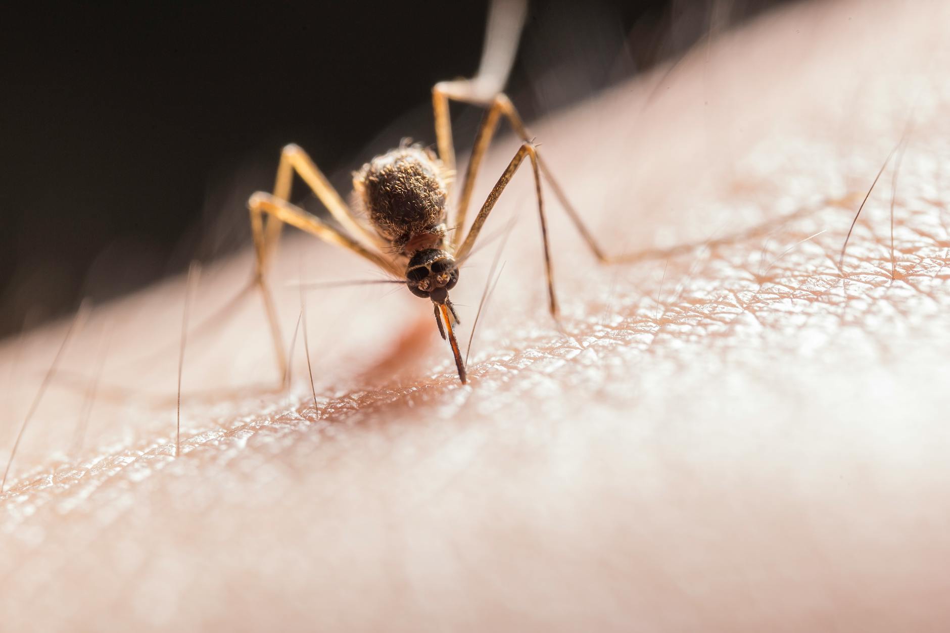 Best Pest & Termite Inc — pest control in The Woodlands, TX