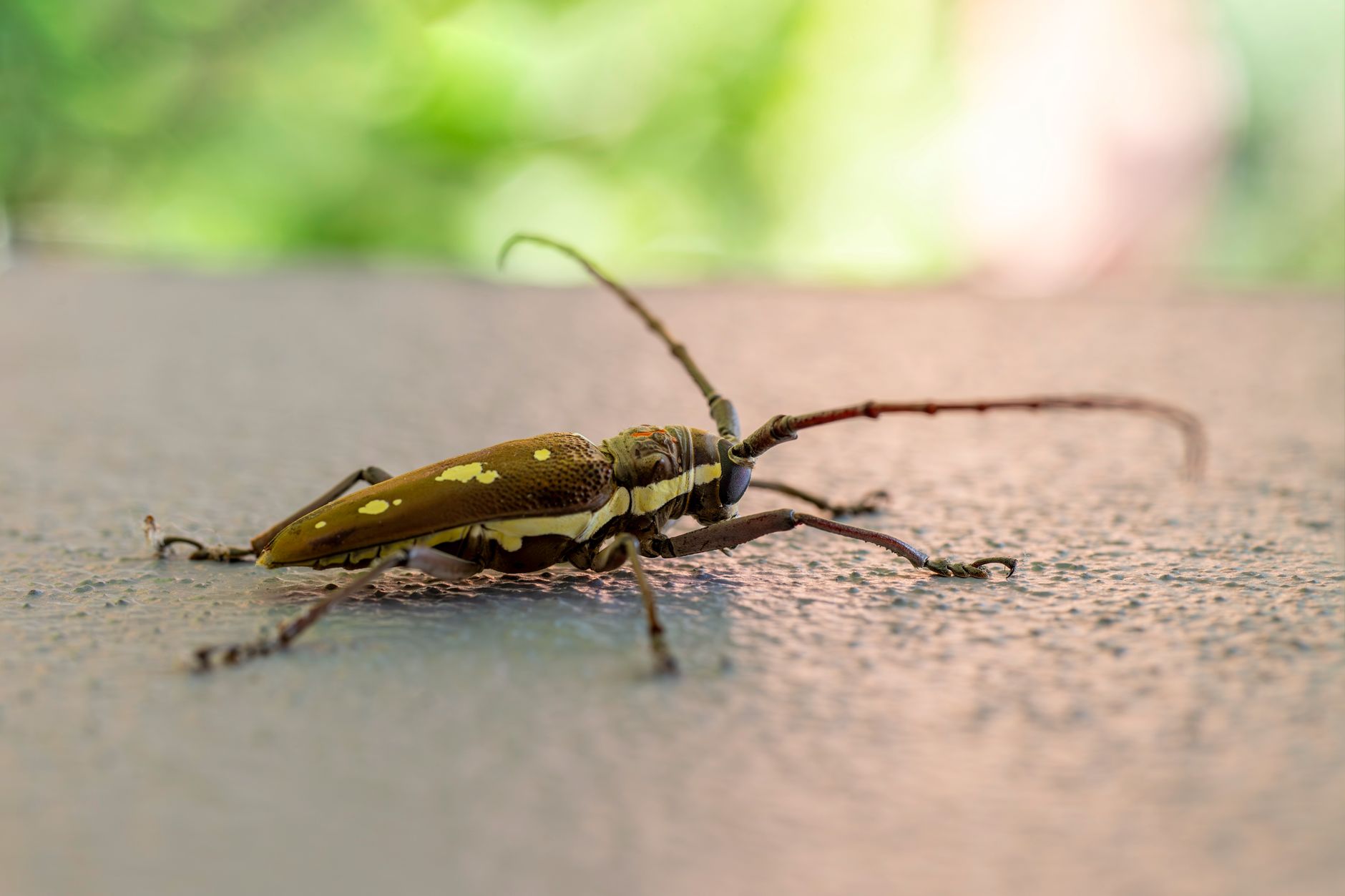 Pest Control service in Virginia Beach, VA