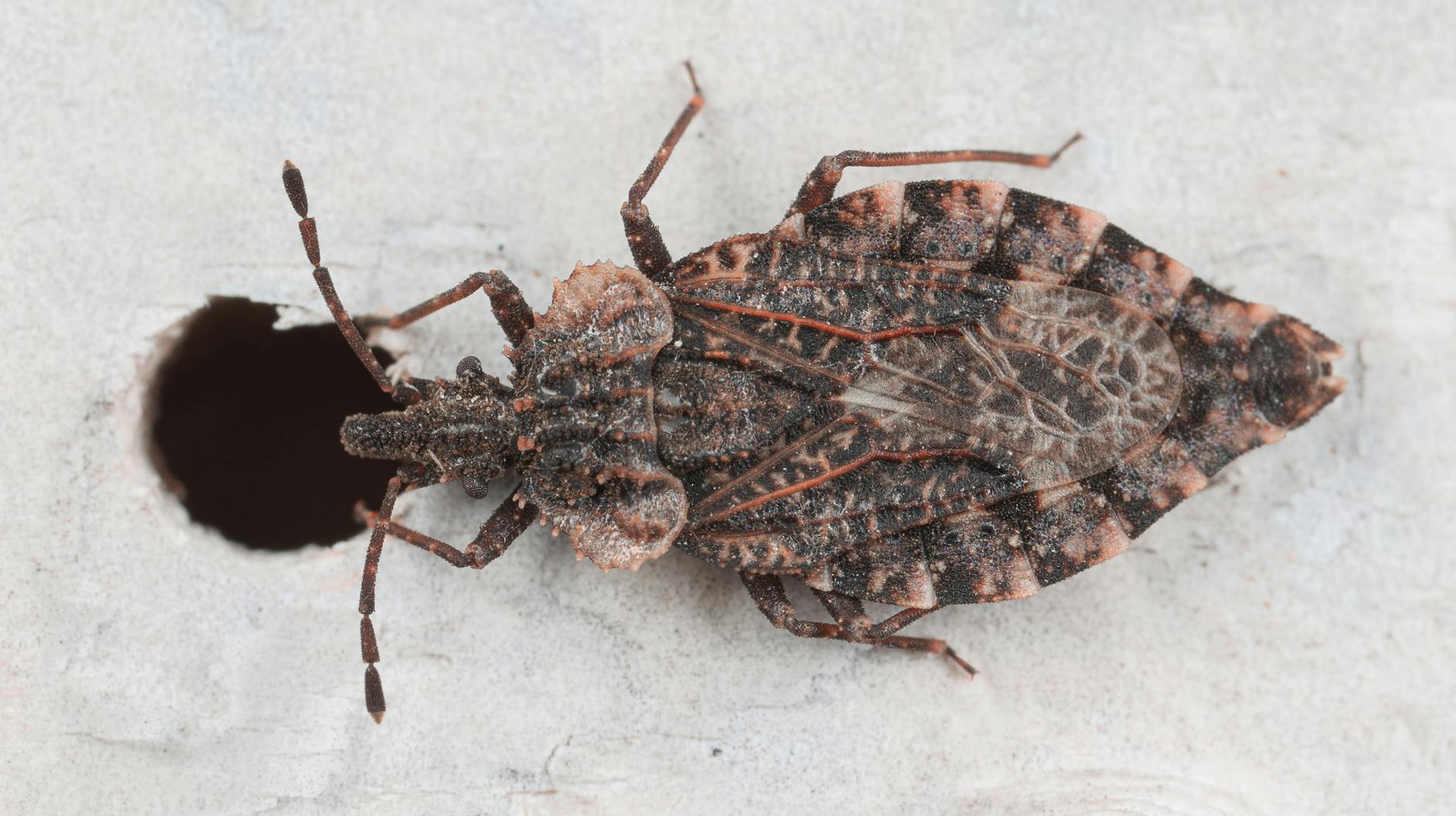 Wildlife removal in Doral, FL