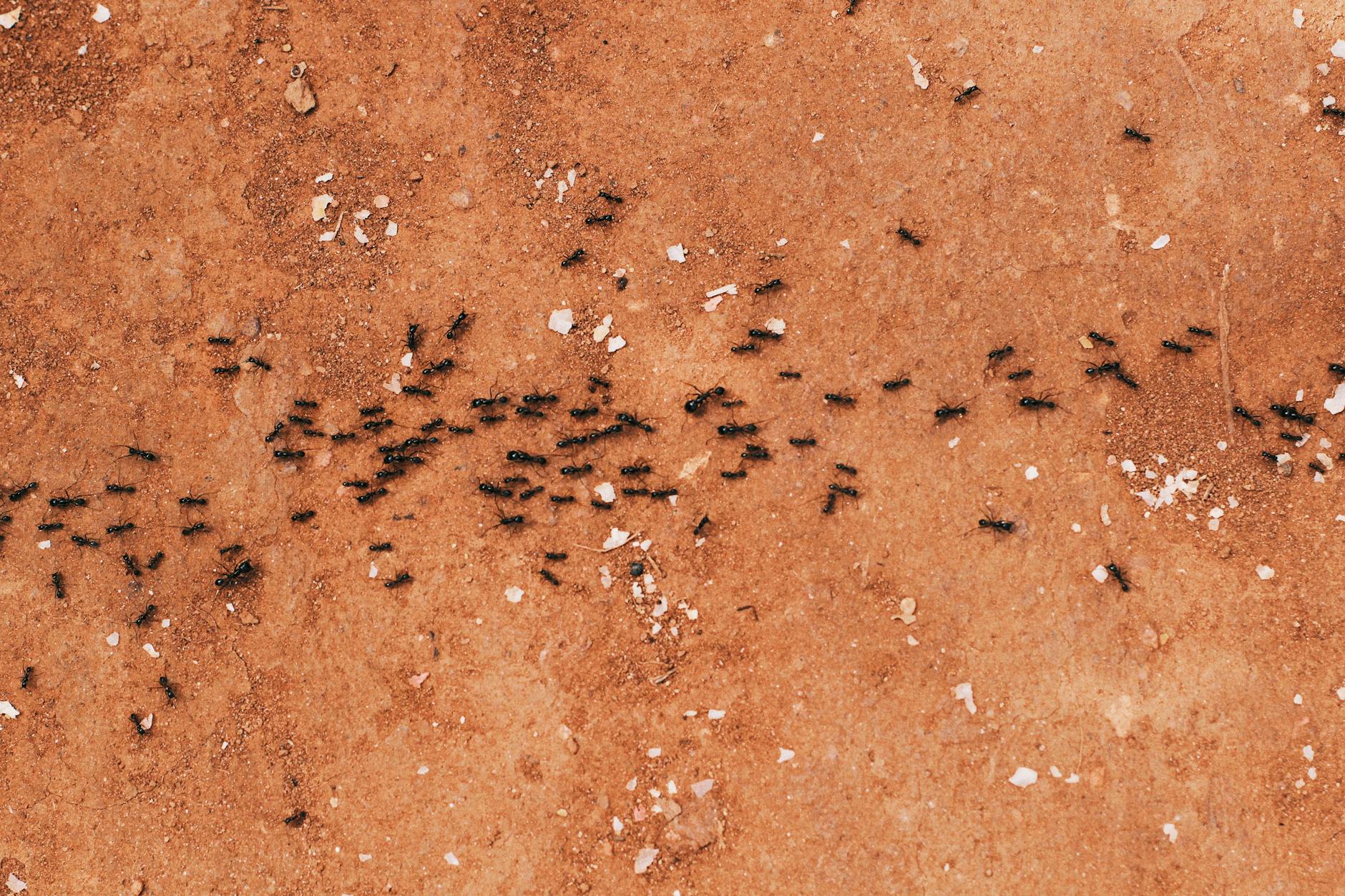 Curry's Termite & Pest Control — pest control in Saginaw, MI