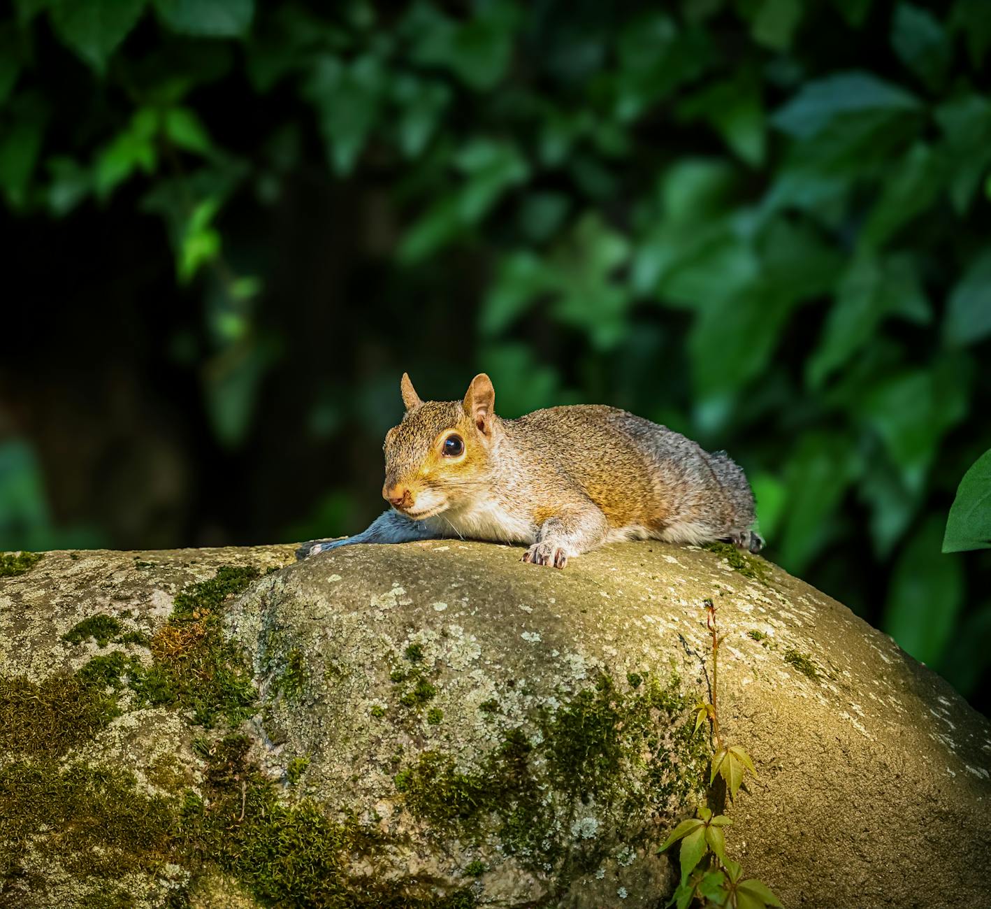 Pest Control service in Hornell, NY