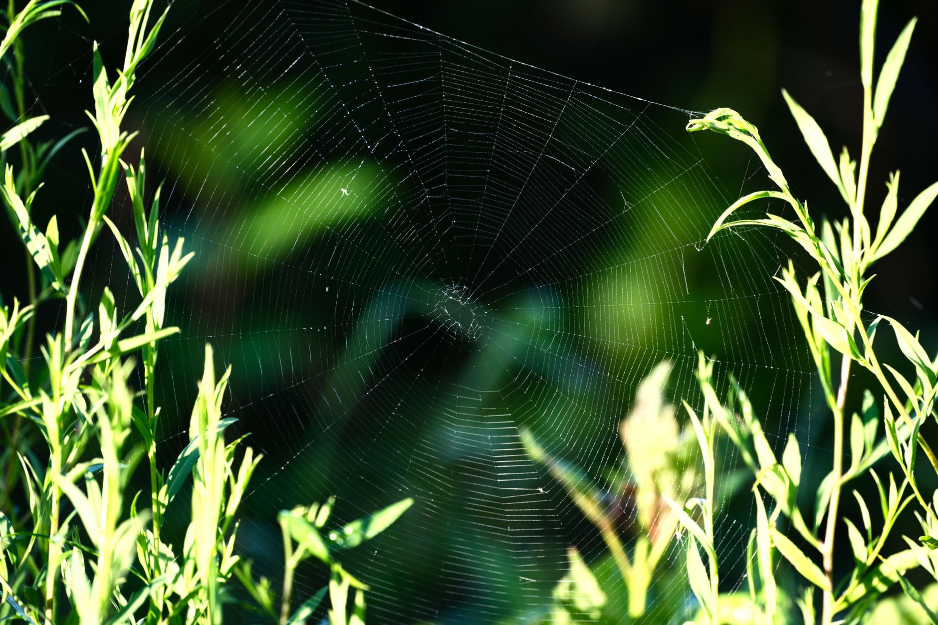 Pest Control service in Verona, WI