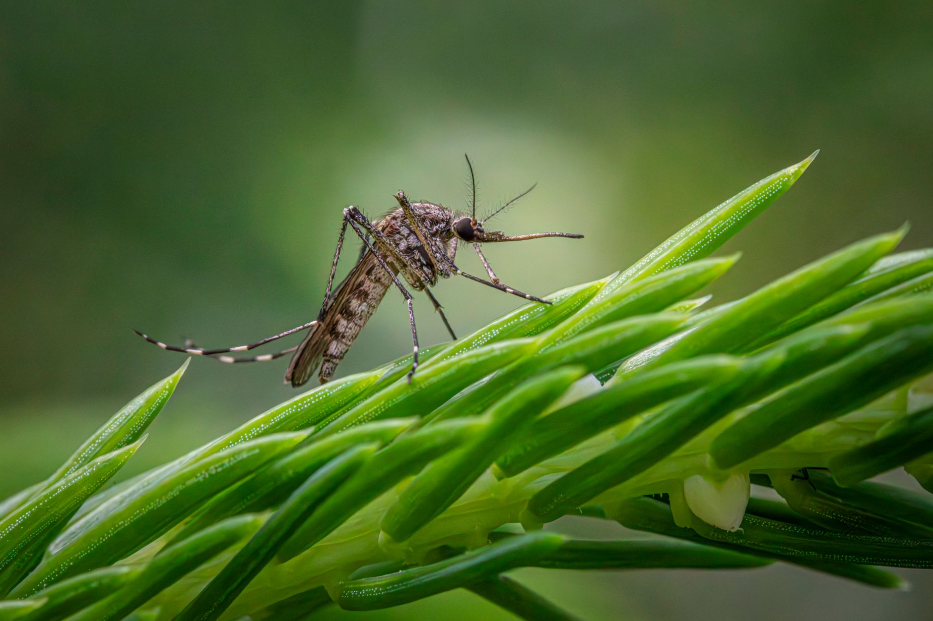 Wildlife removal in Chapel Hill, NC