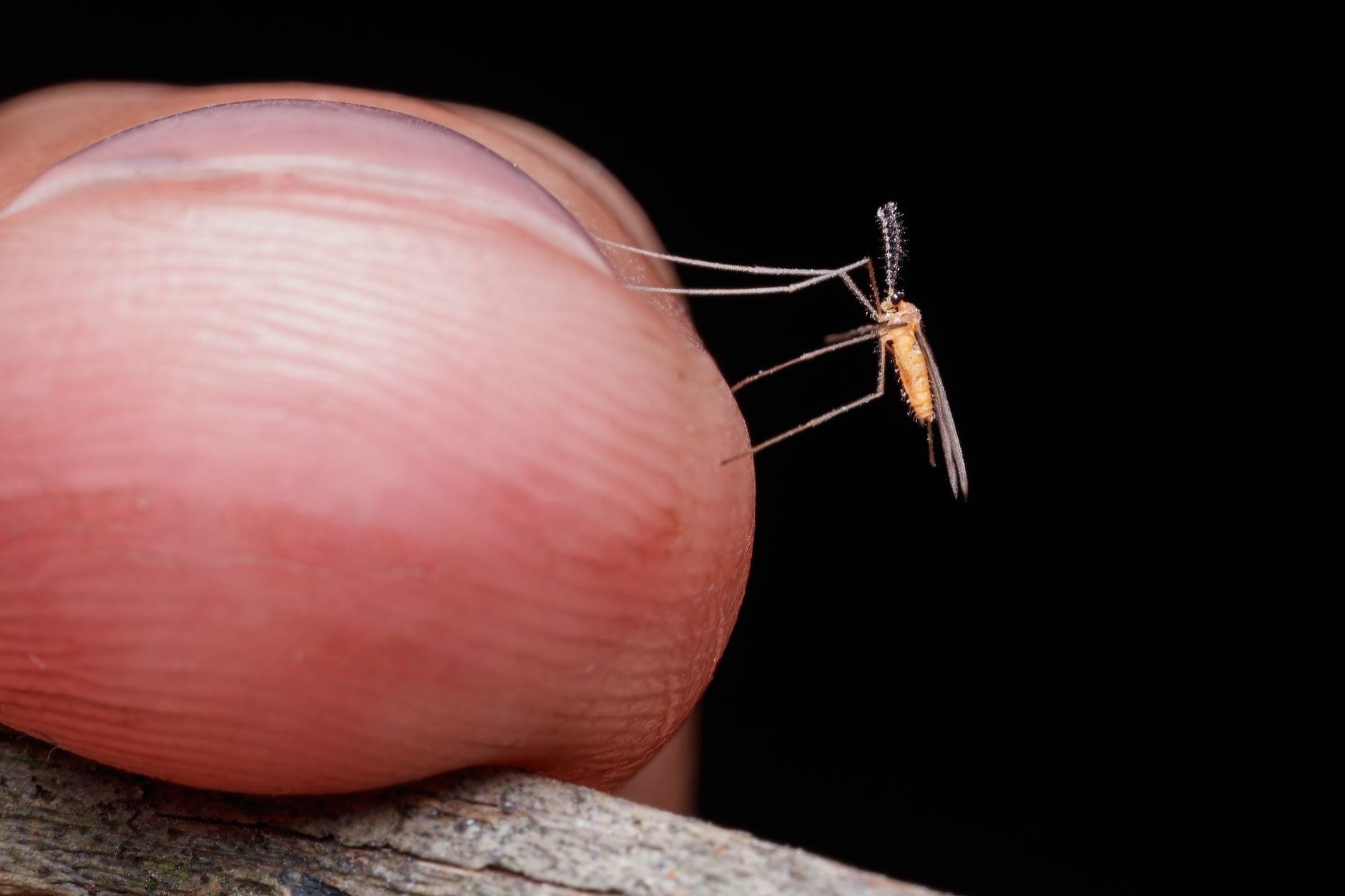 Pest Control service in Fort Wayne, IN