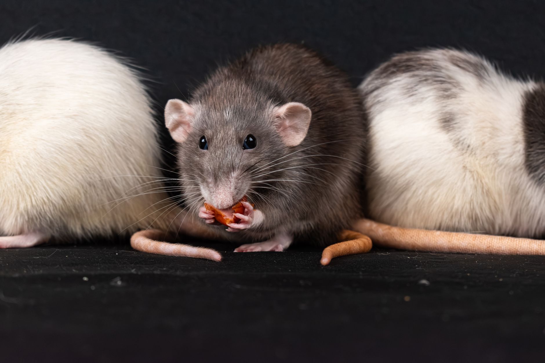 Pest Control service in Philadelphia, PA