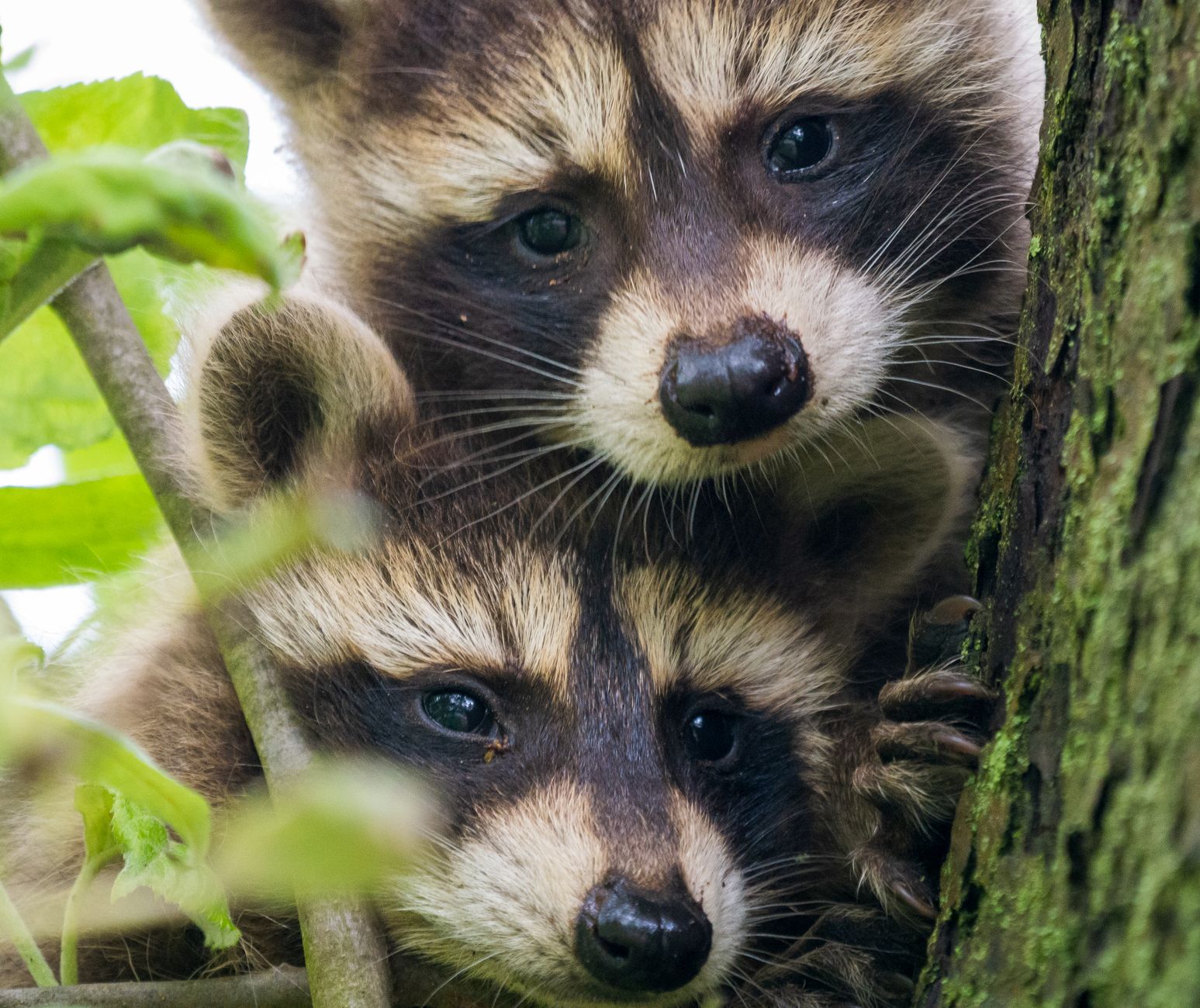 AWS Extermination — pest control in Chicago, IL