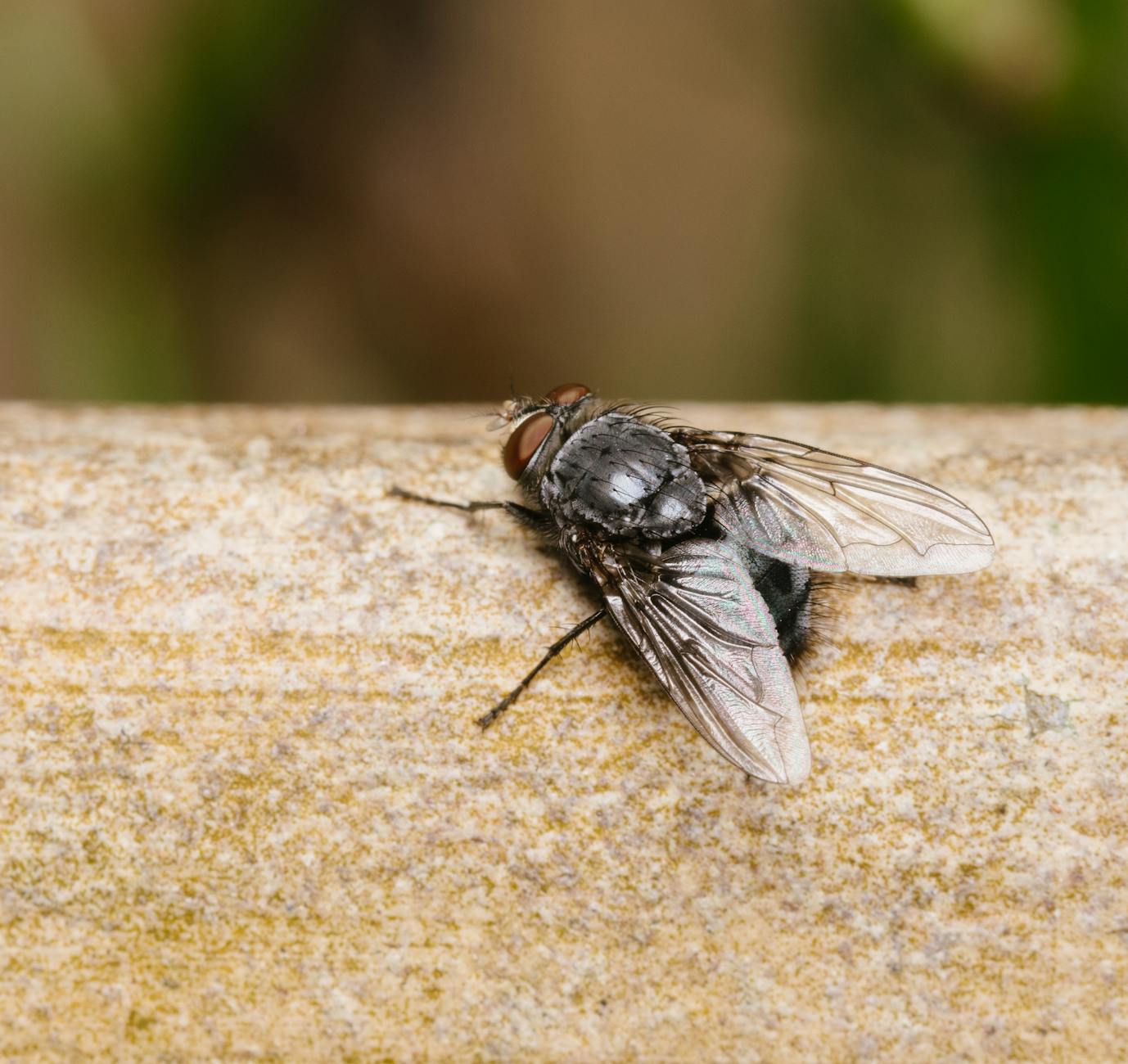 Hank's Pest & Termite Control — pest control in Des Plaines, IL
