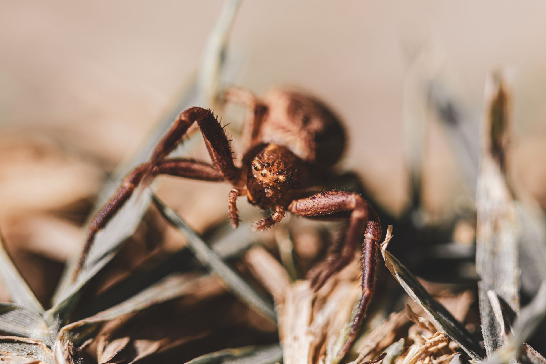 Bed bug treatment in Pine Knoll Shores, NC