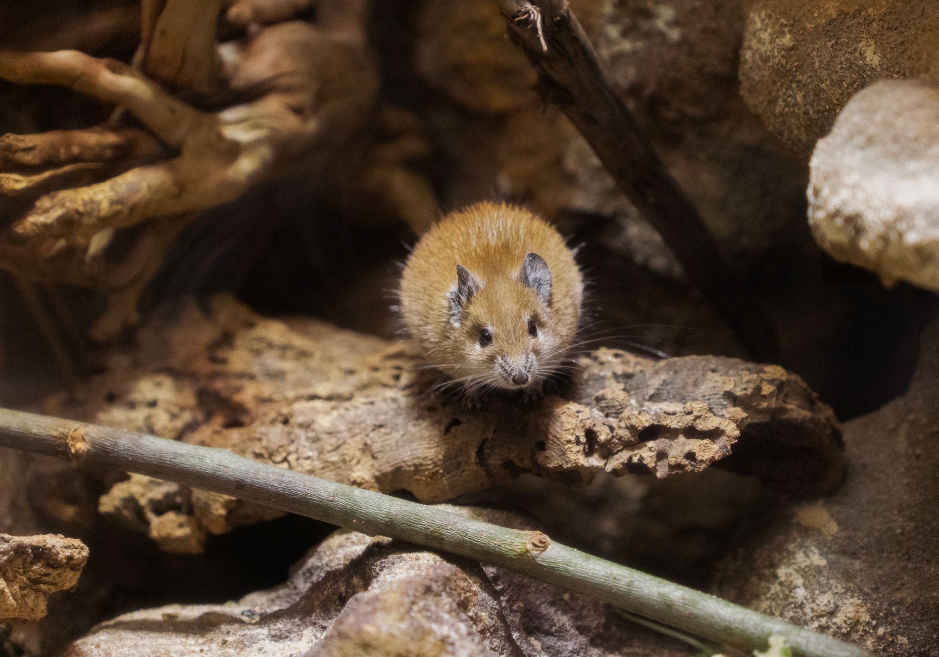 Arrowhead Pest Control — pest control in Ann Arbor, MI