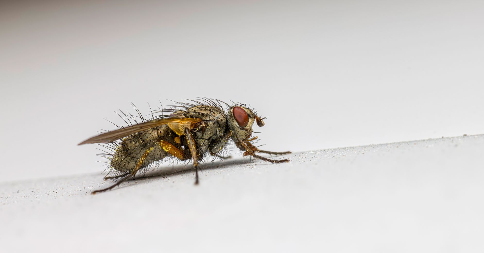 Better Way Pest Control — pest control in Melville, NY