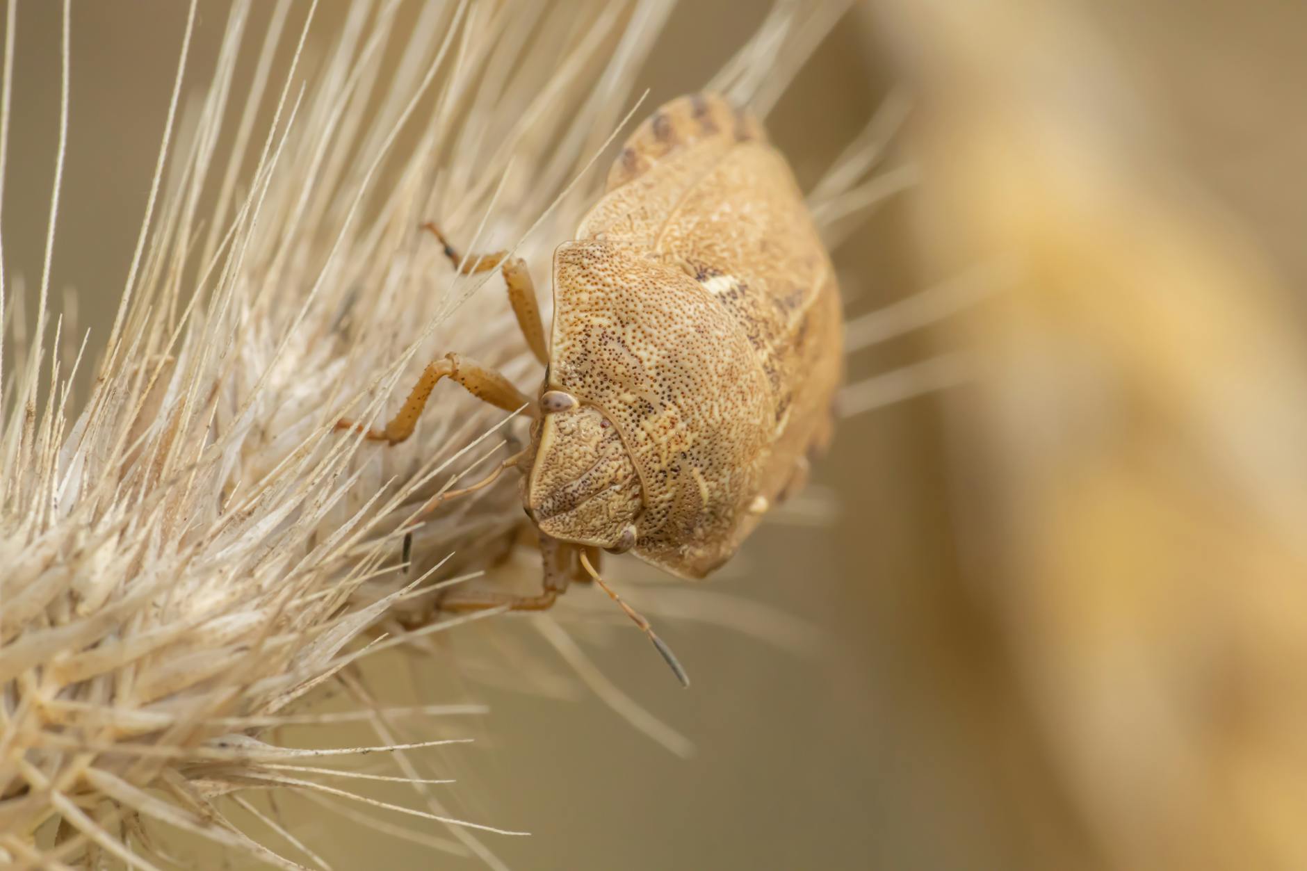 District Elite Pest Management — pest control in Boston, MA