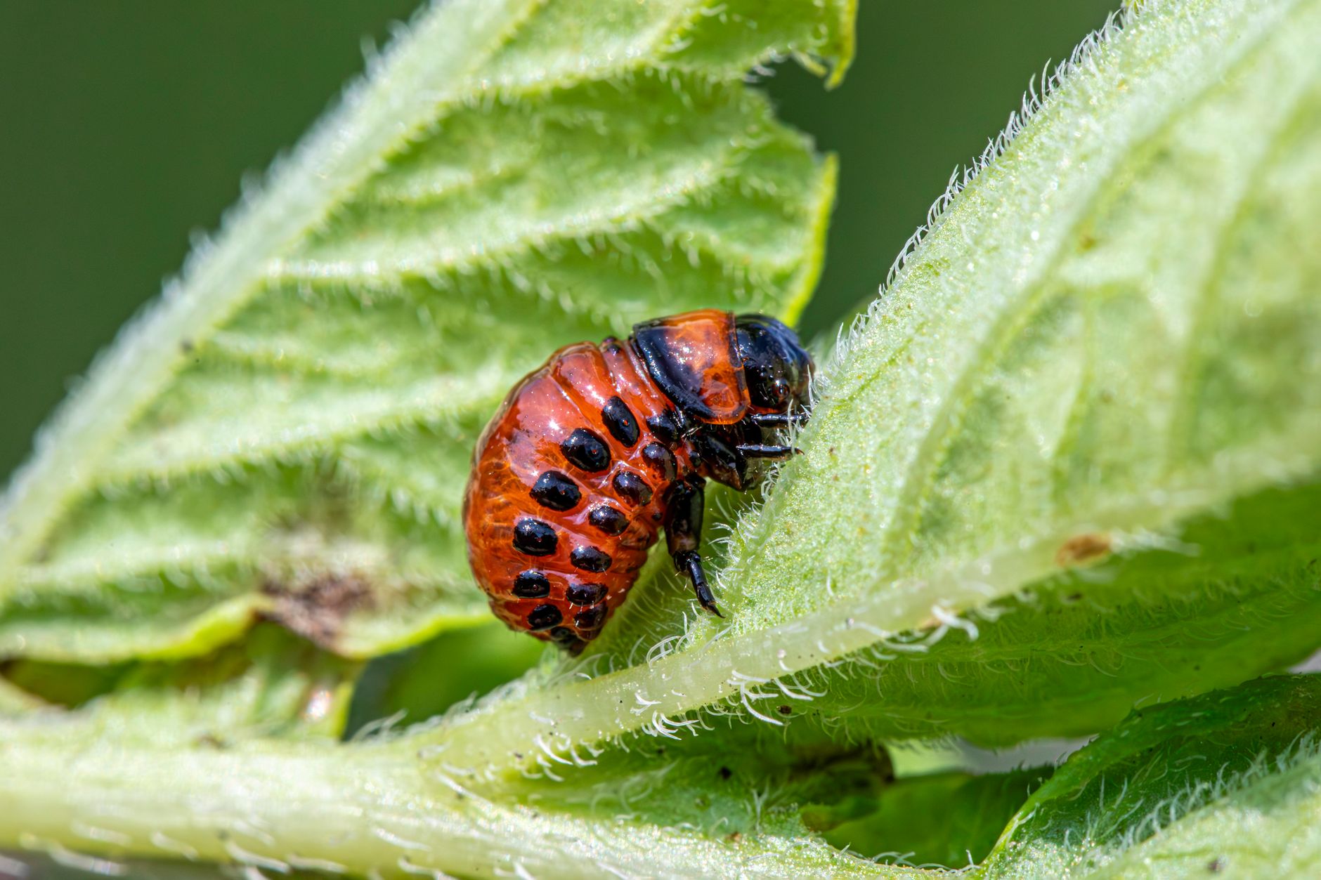 General pest control in Reading, OH