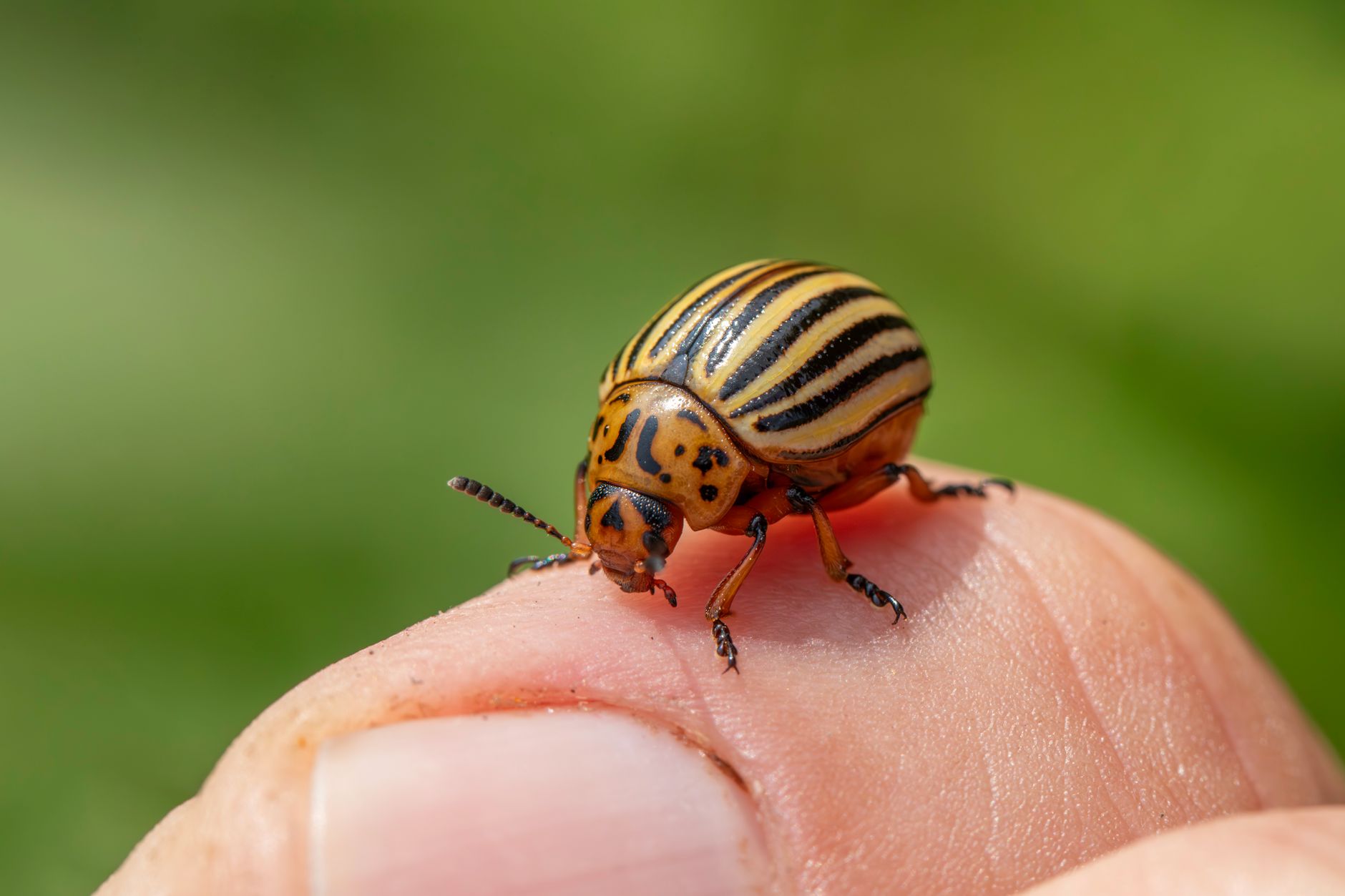 General pest control in Sebring, FL