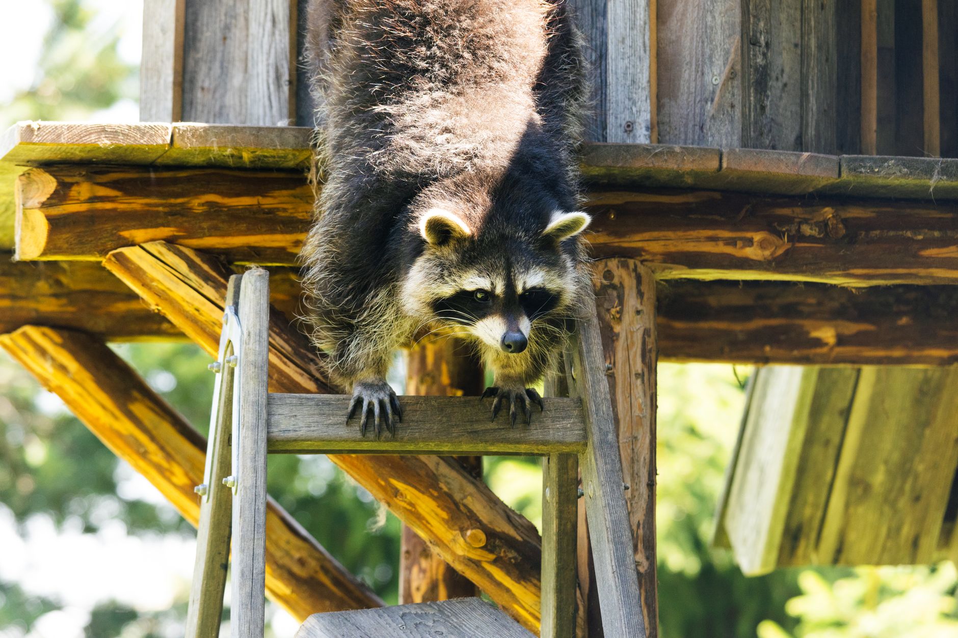 Pest Control service in Ohio