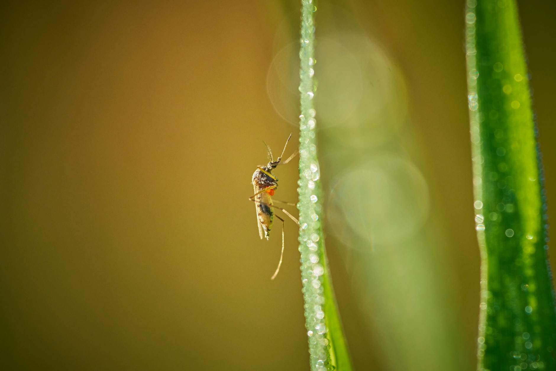 General pest control in Navarre, FL